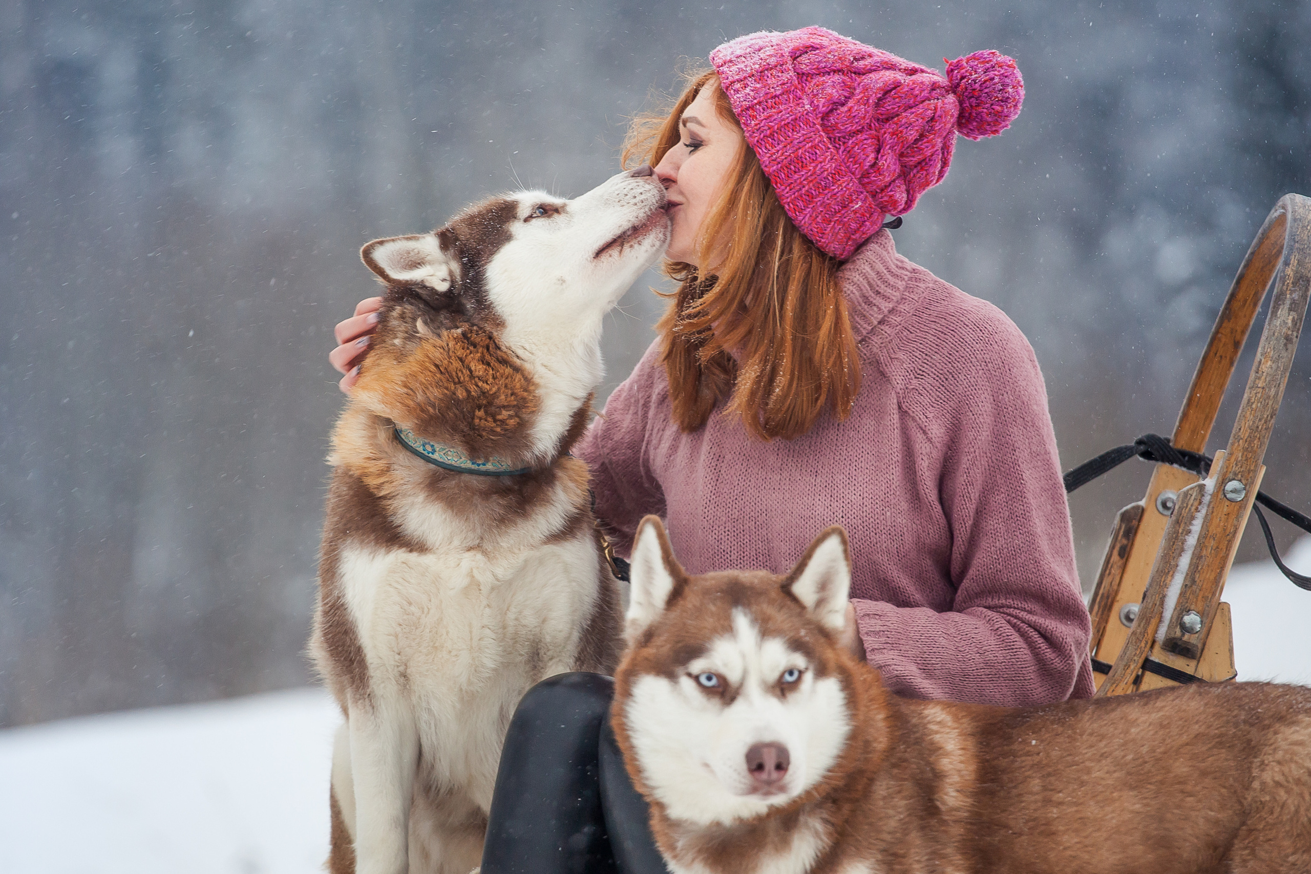 Катание на хаски в Спб