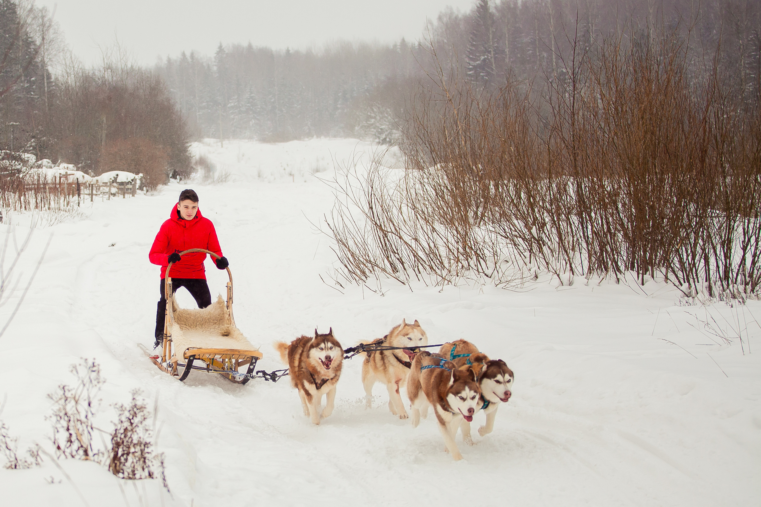 Катание на хаски в Спб
