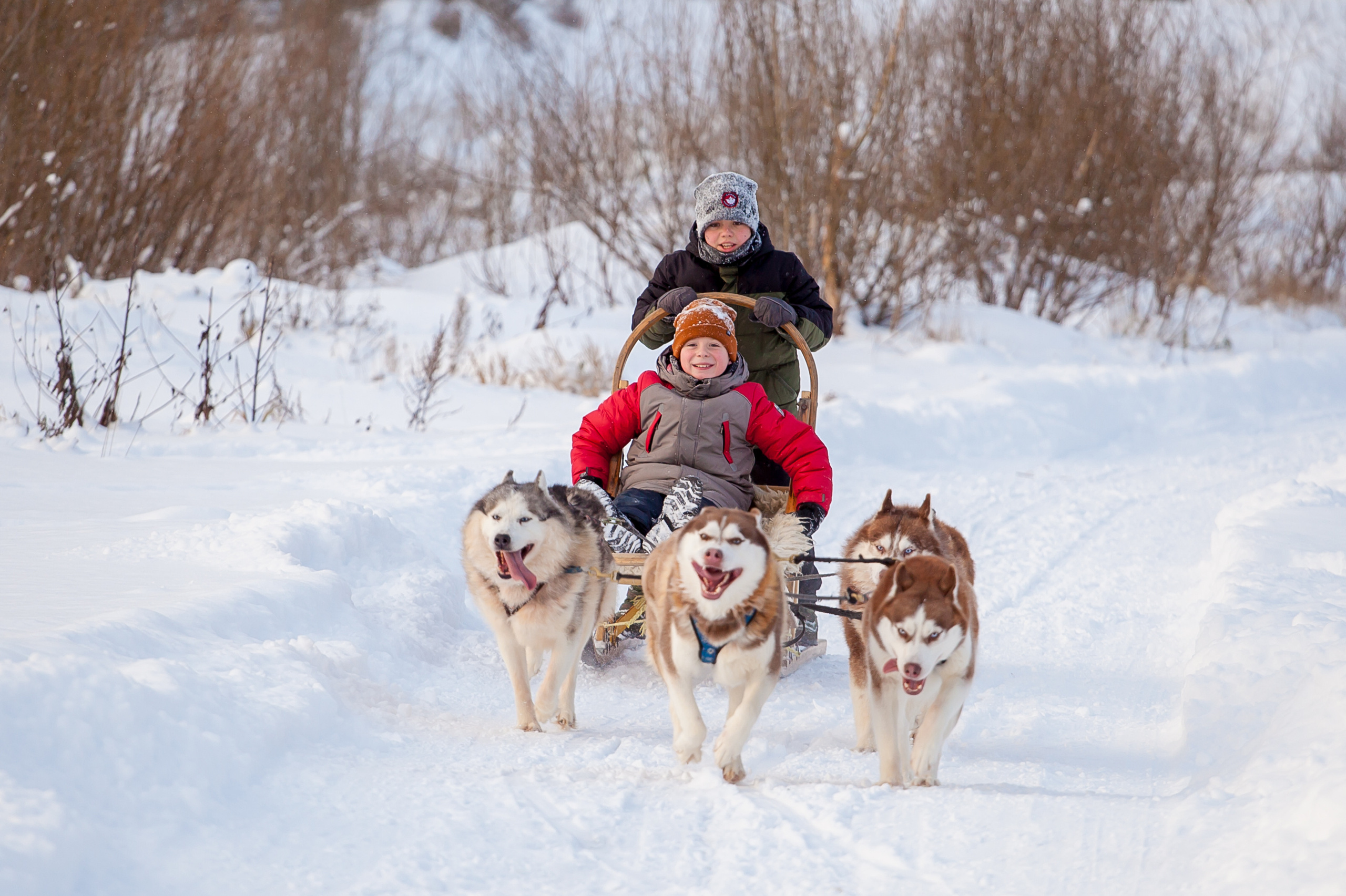 Катание на хаски в Спб
