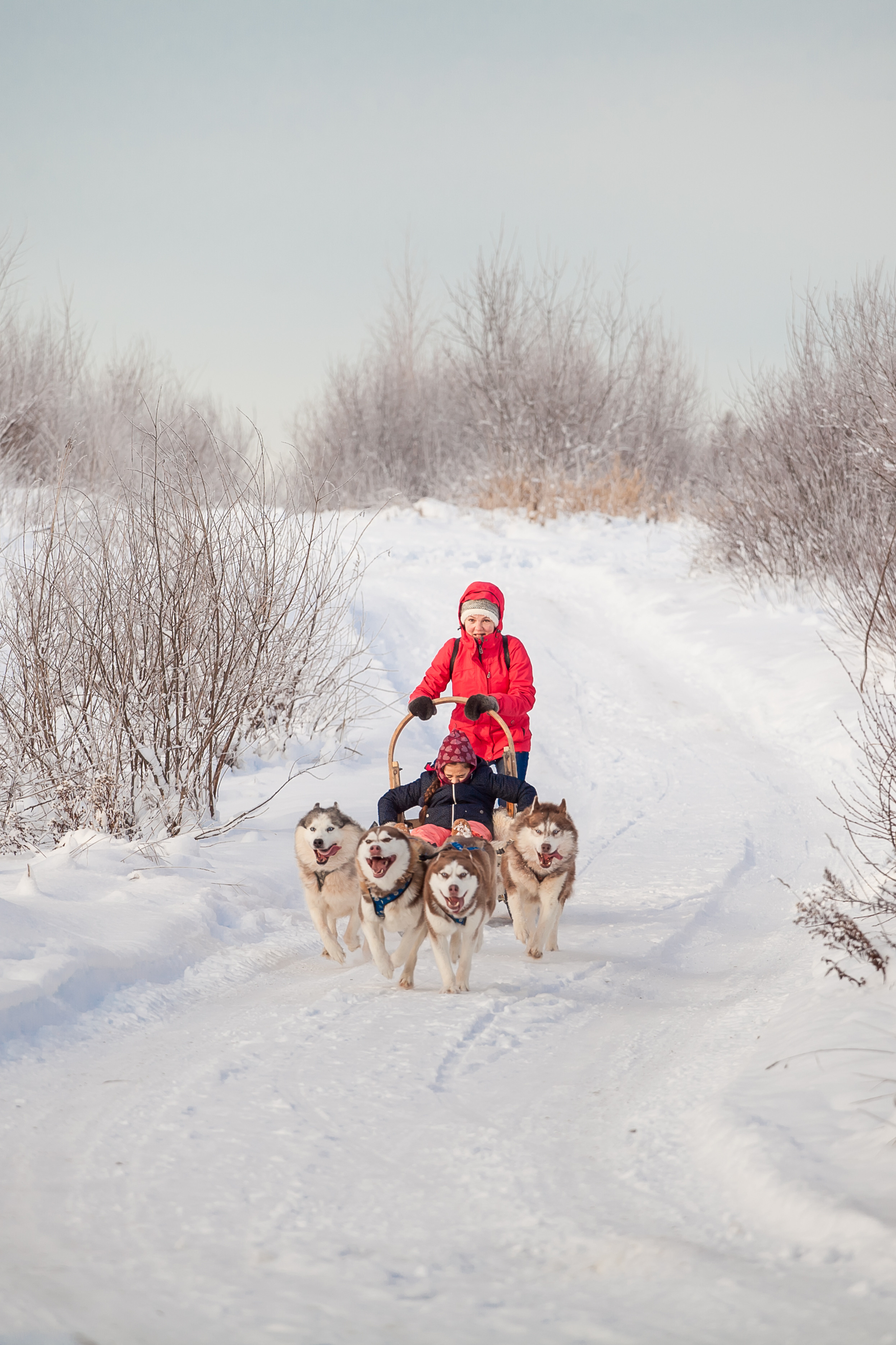 Катание на хаски в Спб