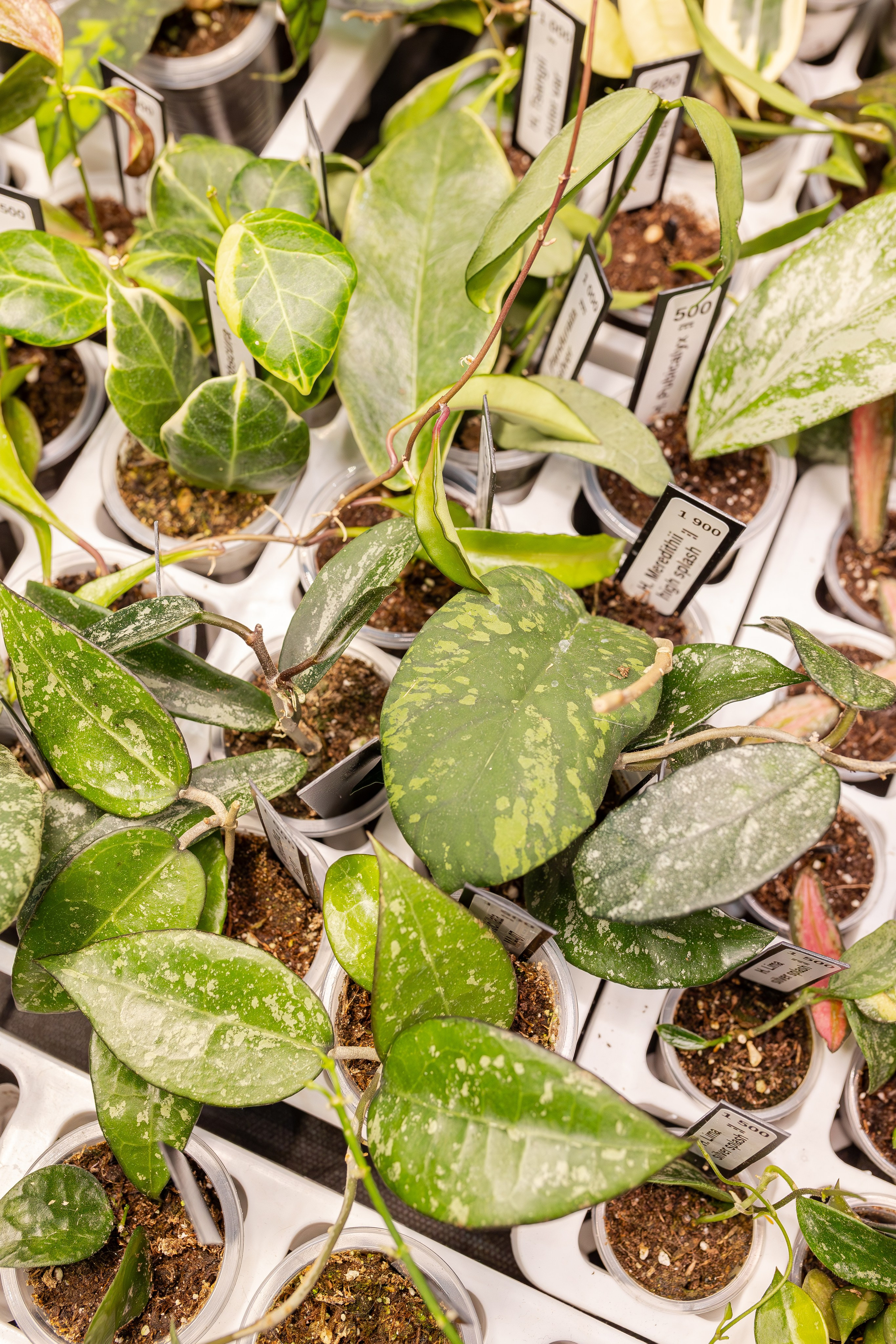 Монстериум апрель 2026. Александра Куликова фотограф, Москва