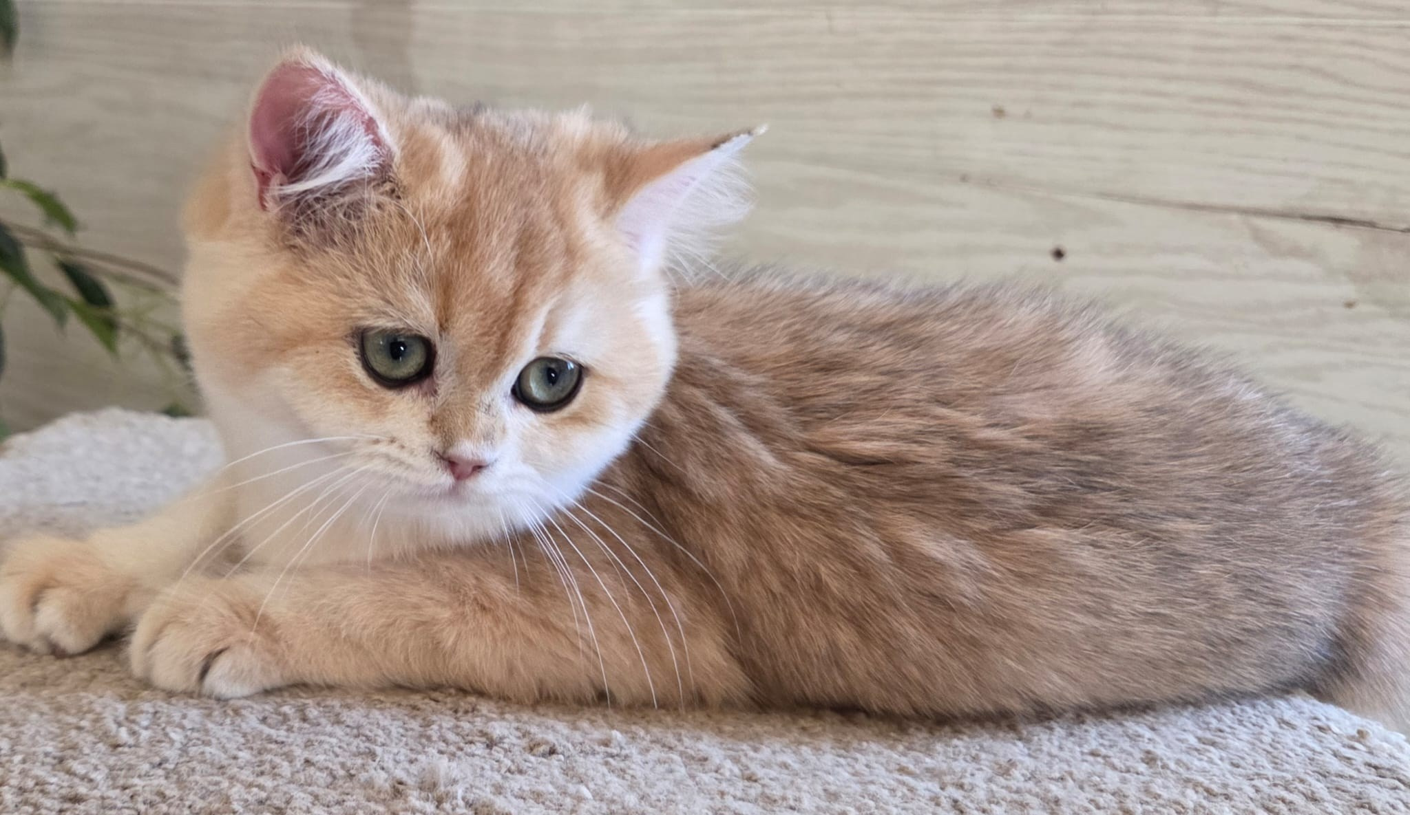 Manya, DB-09.15.25, female, $1500. British shorhair Cats