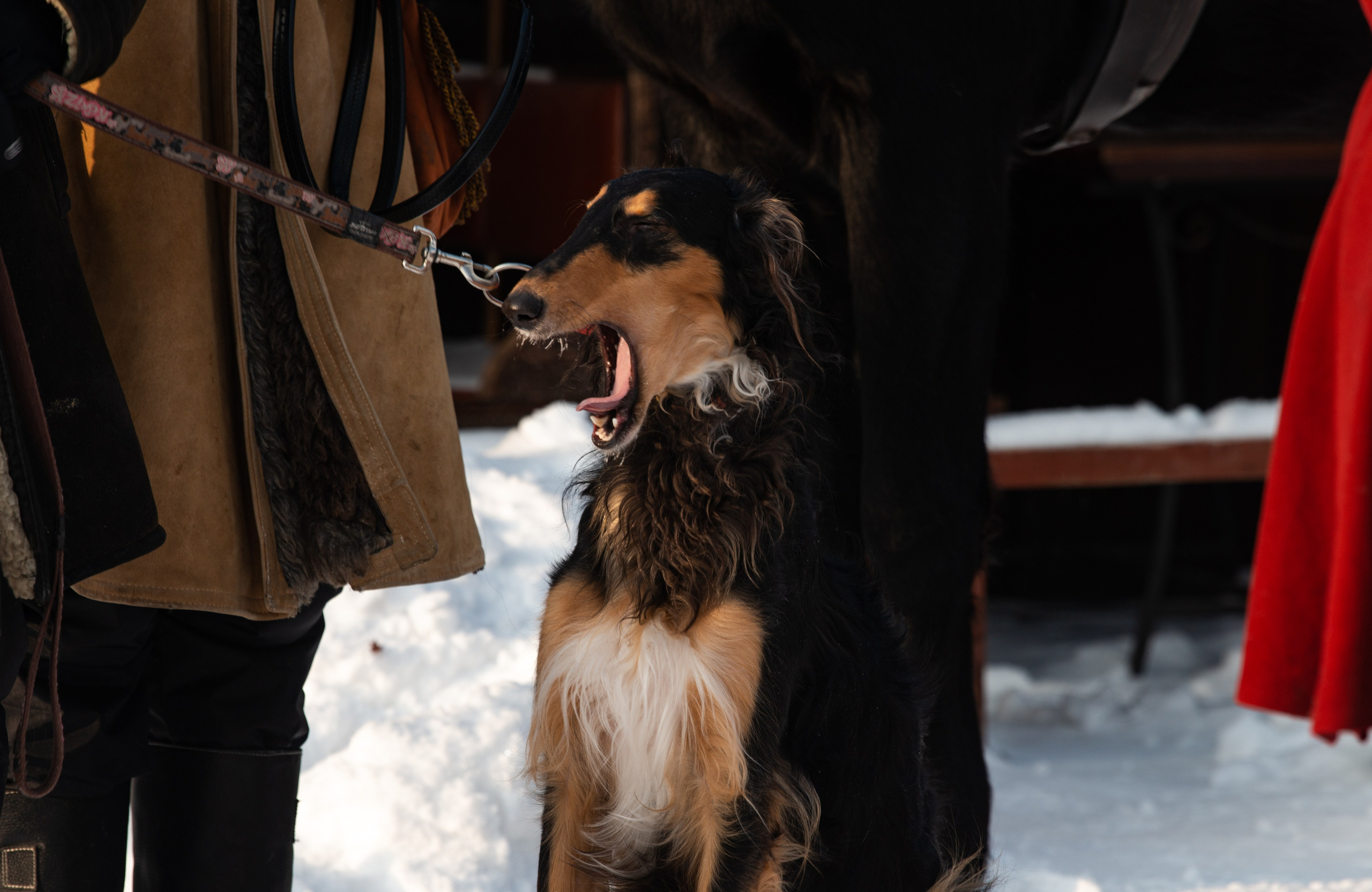 Псовая охота Аванпост. Конный фотограф в Саратове Юлия Иванова