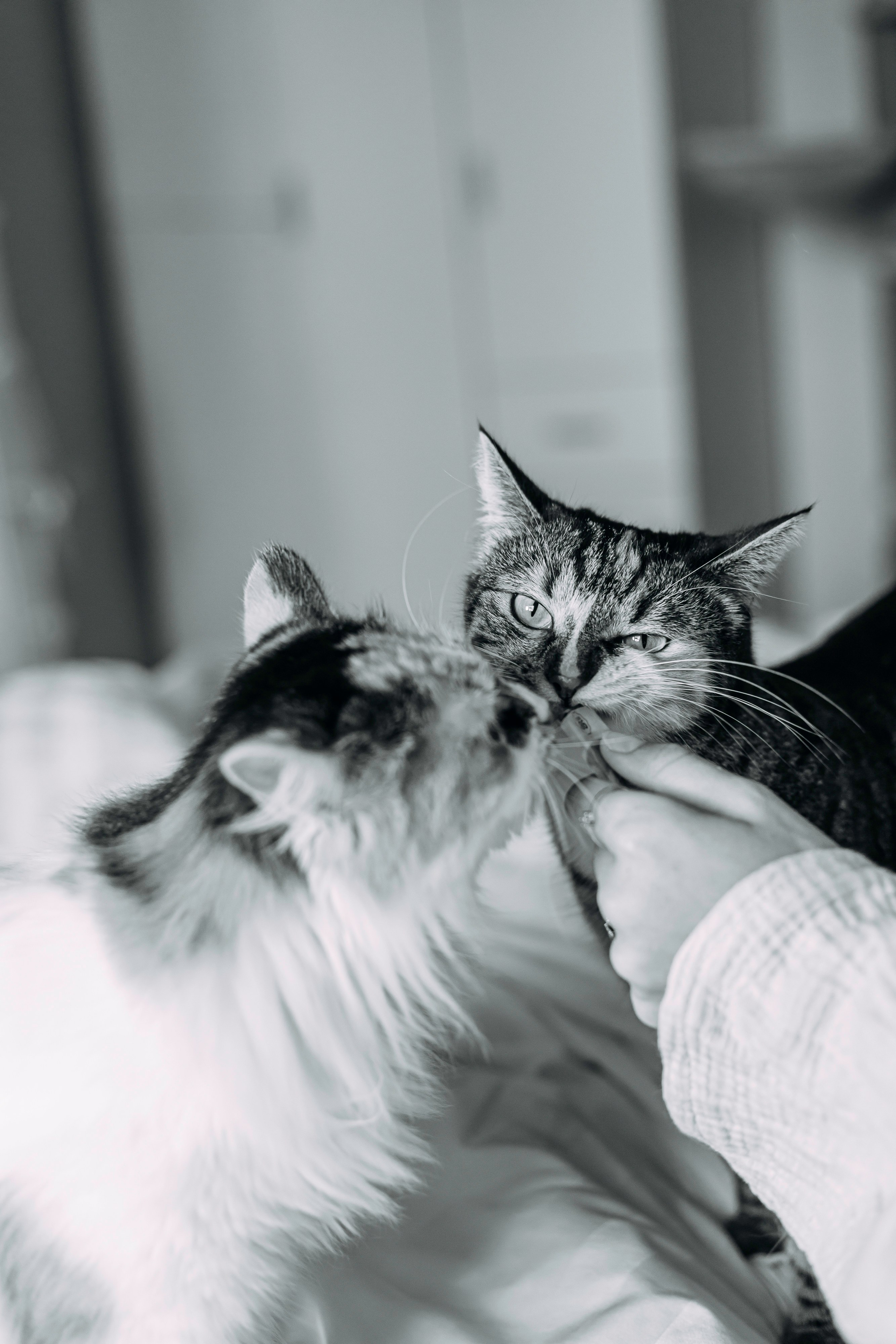 ИРА, САША И 5 КОШЕК