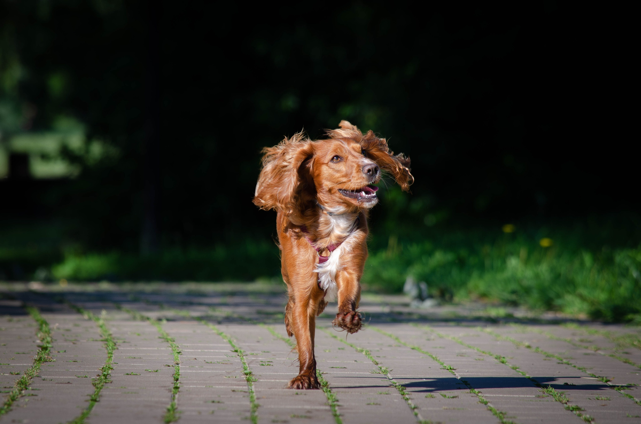 Джесси. Фотограф Светлана Блинова, Москва и Московская область