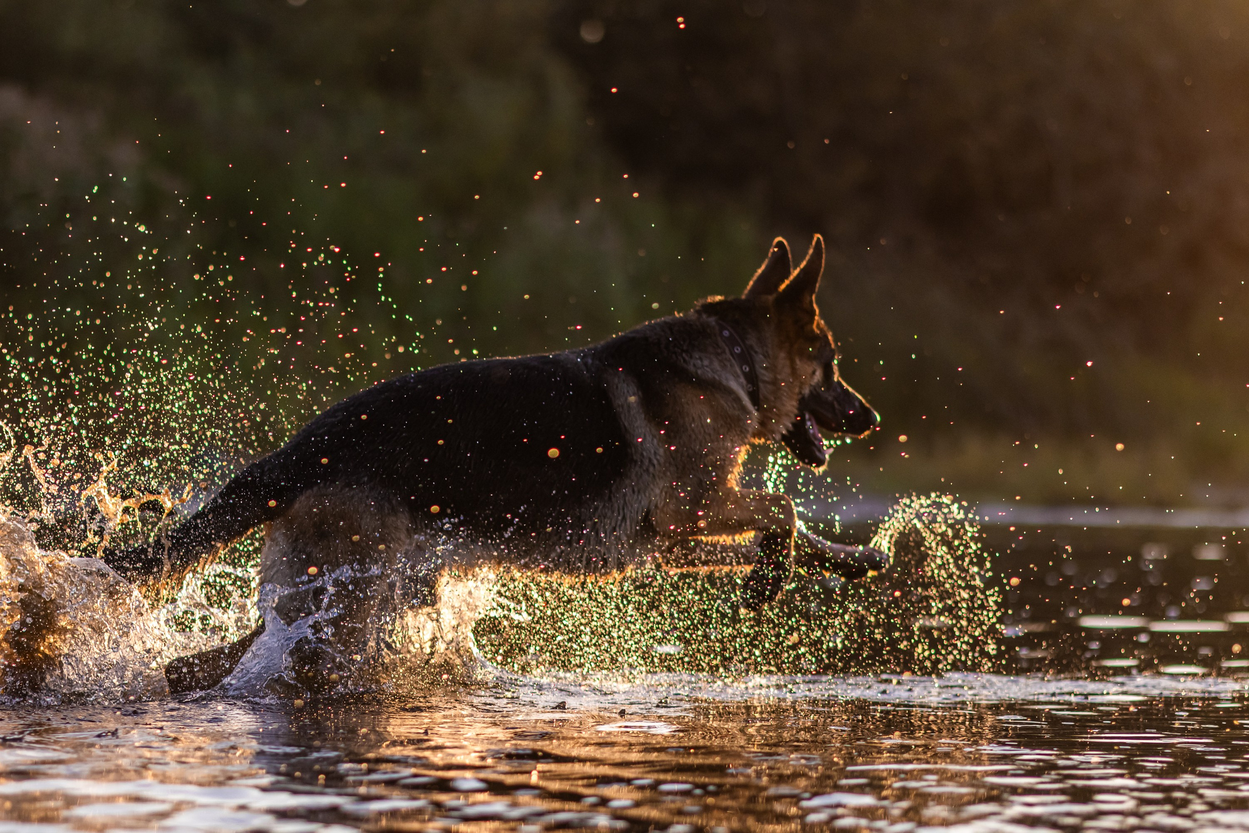 Прайд на море. Фотограф анималист Аня Ливанова | Рыбинск