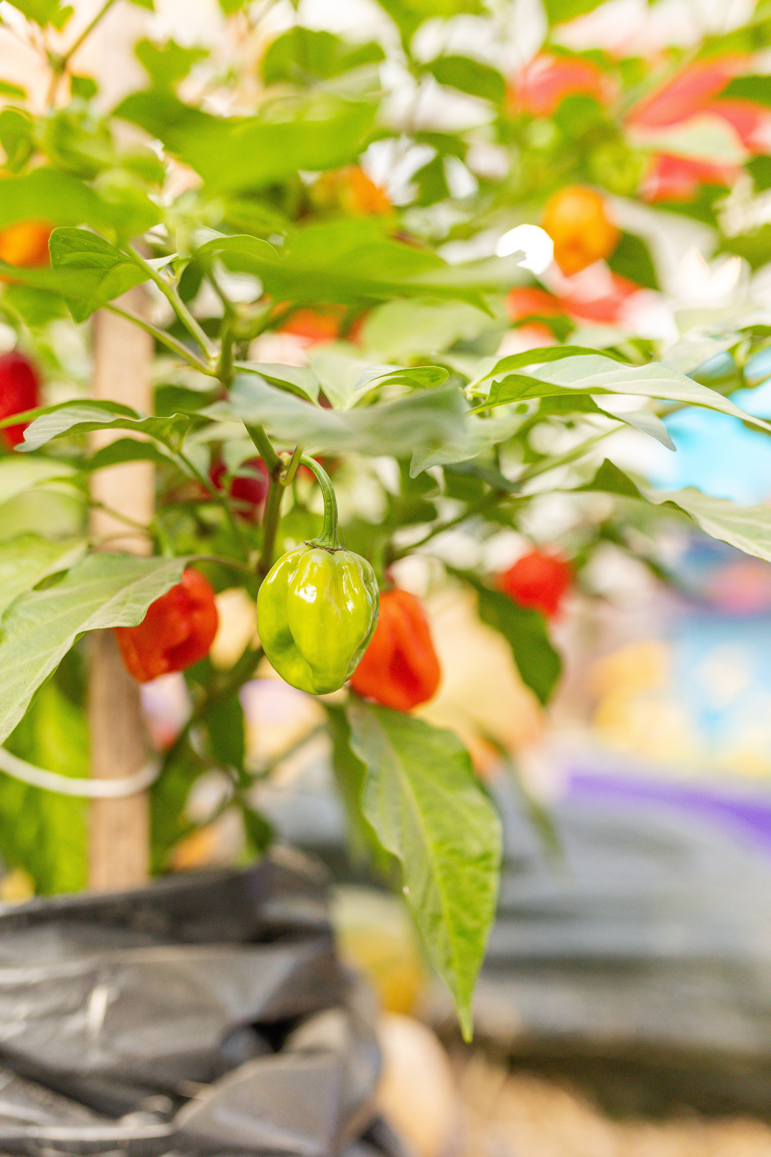 Овощи-гиганты. Александра Куликова фотограф, Москва