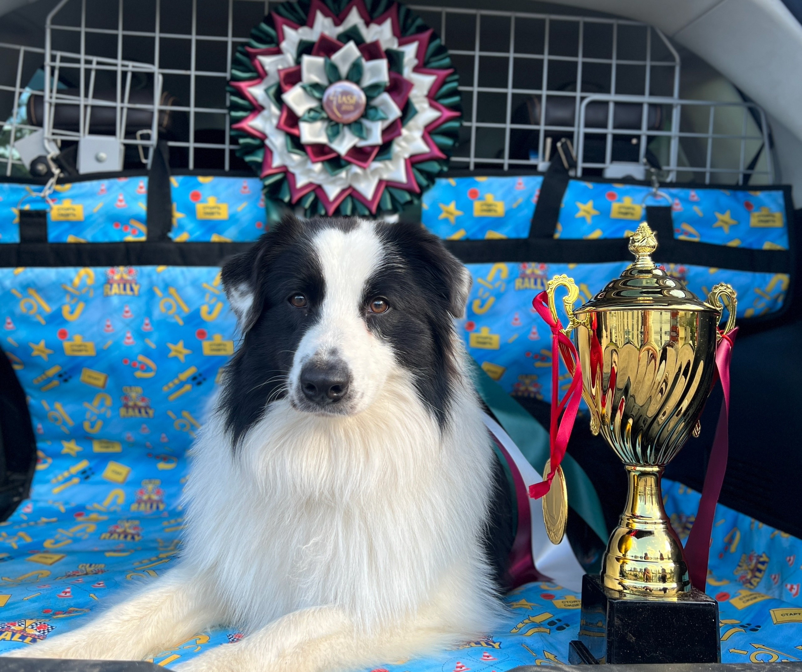 Карныш. BLGKV питомник собак