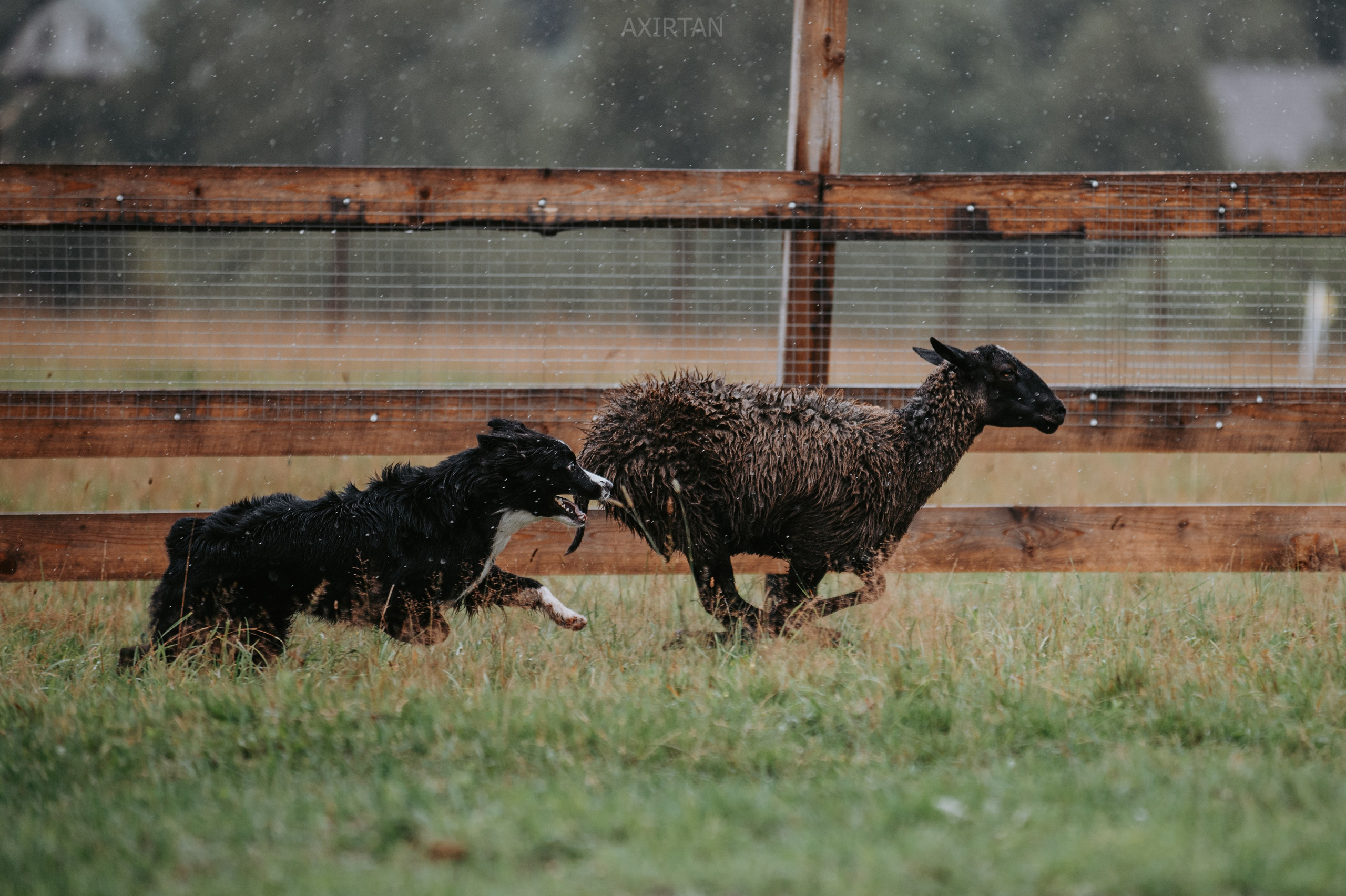 Хава. BLGKV питомник собак