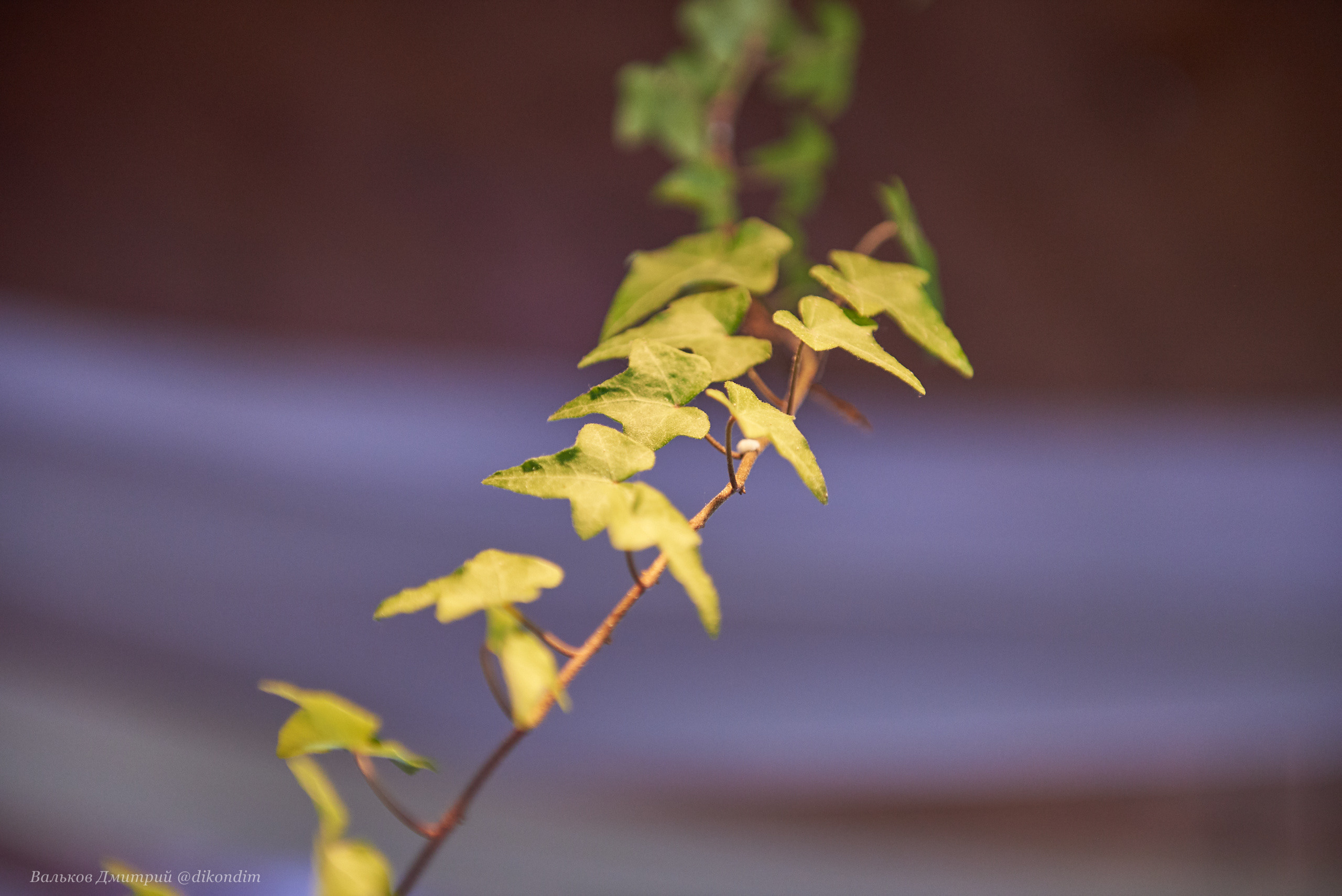 Лефкадия, Свадебный интерьер. Интерьерный и репортажный фотограф в Краснодаре Дмитрий Вальков