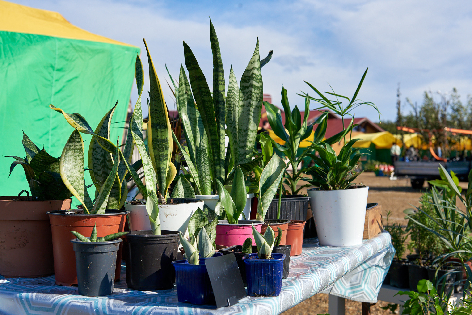 Ярмарка «Золотой сад» 2021 г. Интерьерный и репортажный фотограф в Краснодаре Дмитрий Вальков