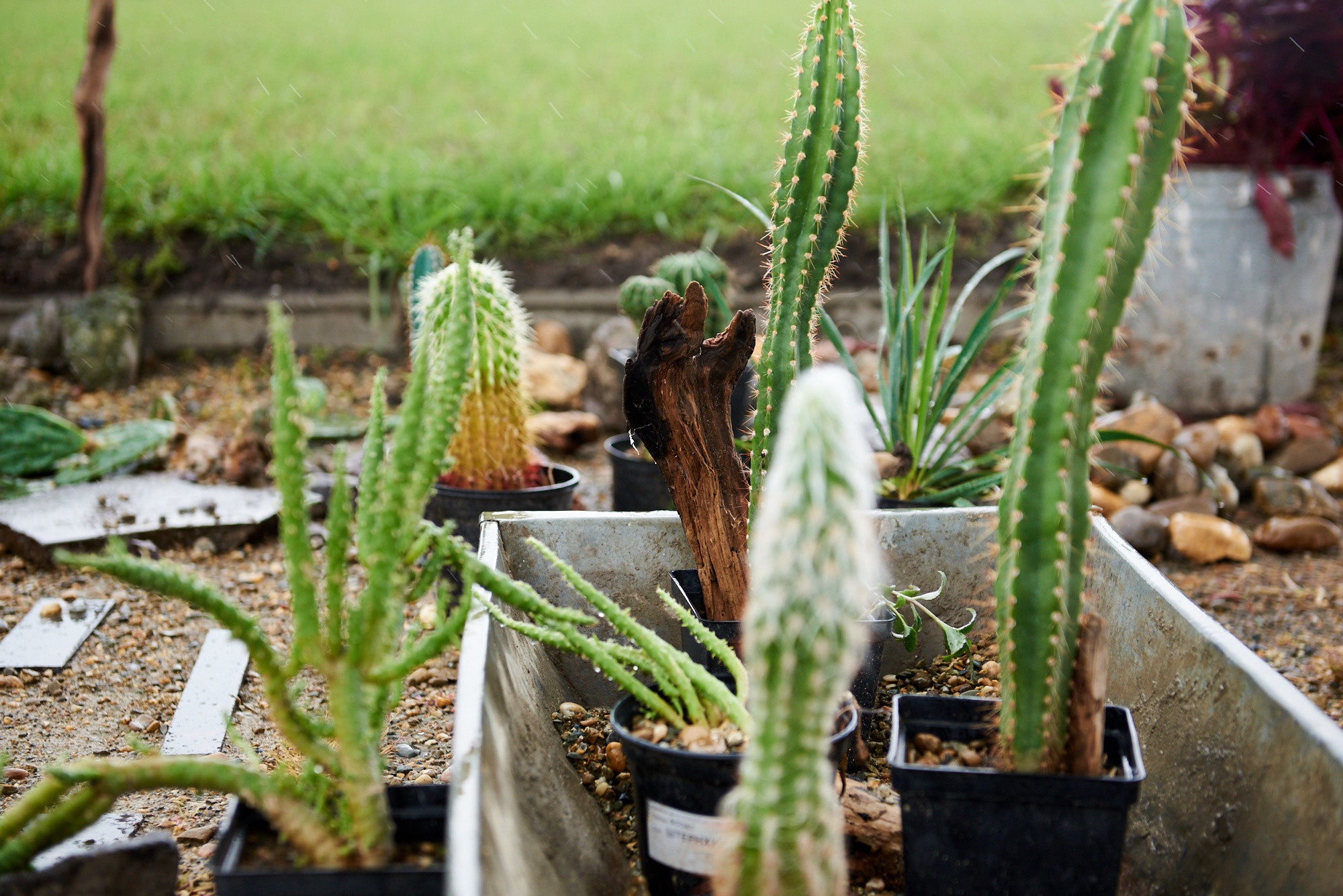 Ярмарка «Золотой сад» 2021 г. Интерьерный и репортажный фотограф в Краснодаре Дмитрий Вальков