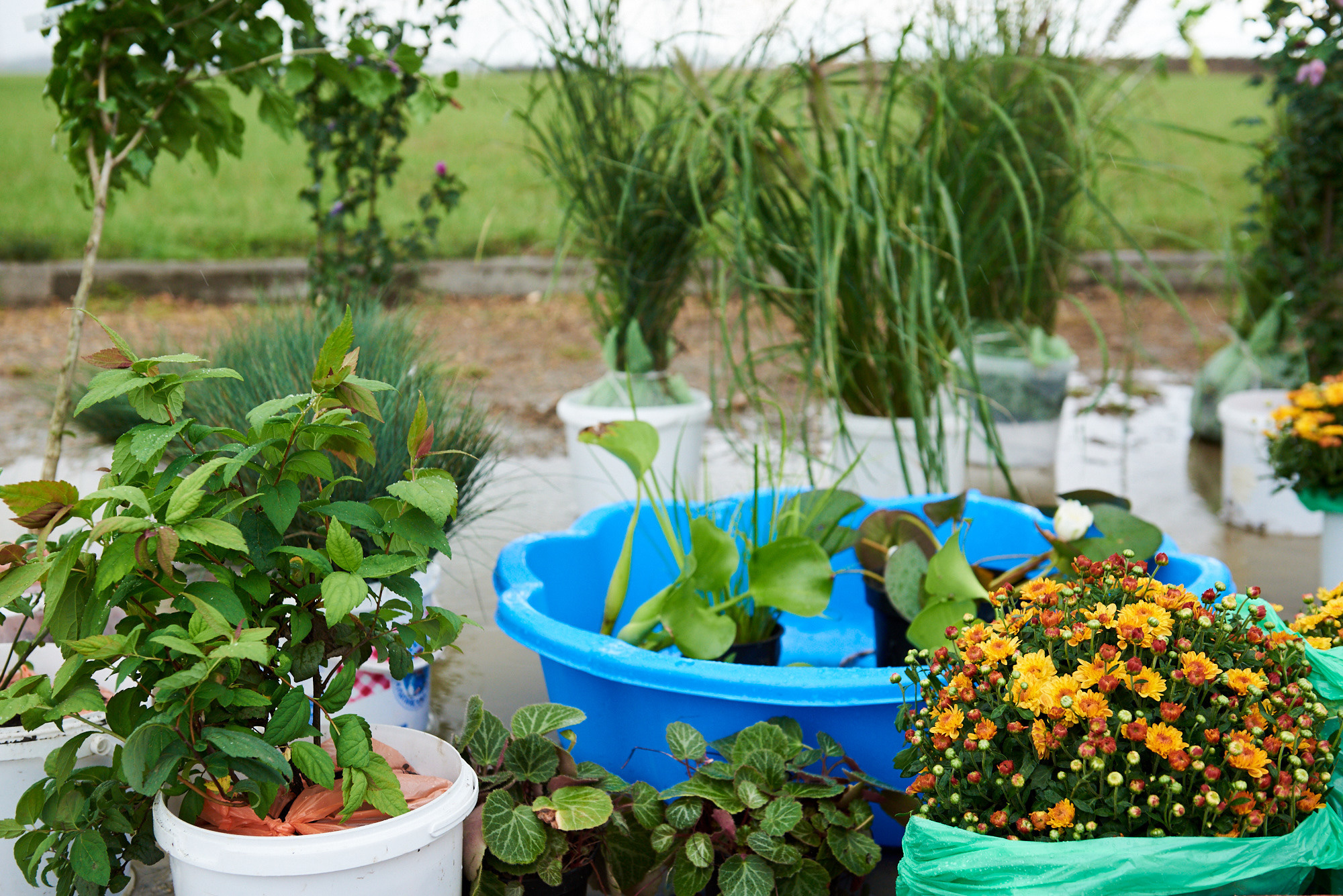 Ярмарка «Золотой сад» 2021 г. Интерьерный и репортажный фотограф в Краснодаре Дмитрий Вальков