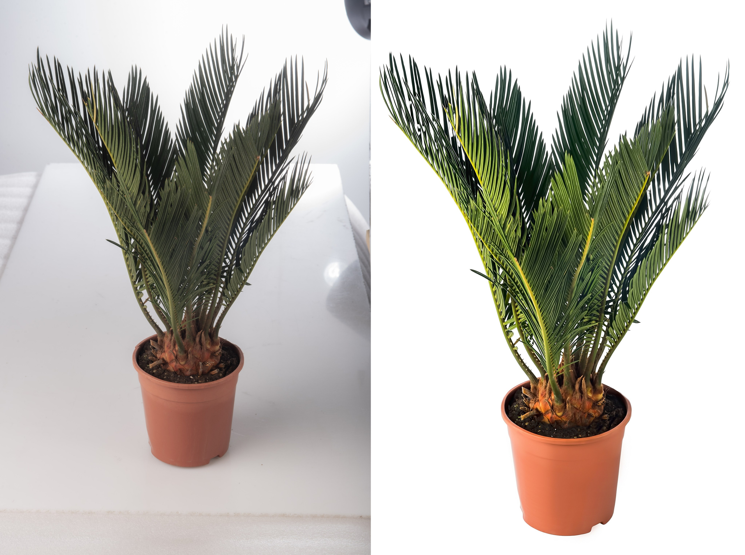 Ретушь растений и овощей | Студия SVITHART