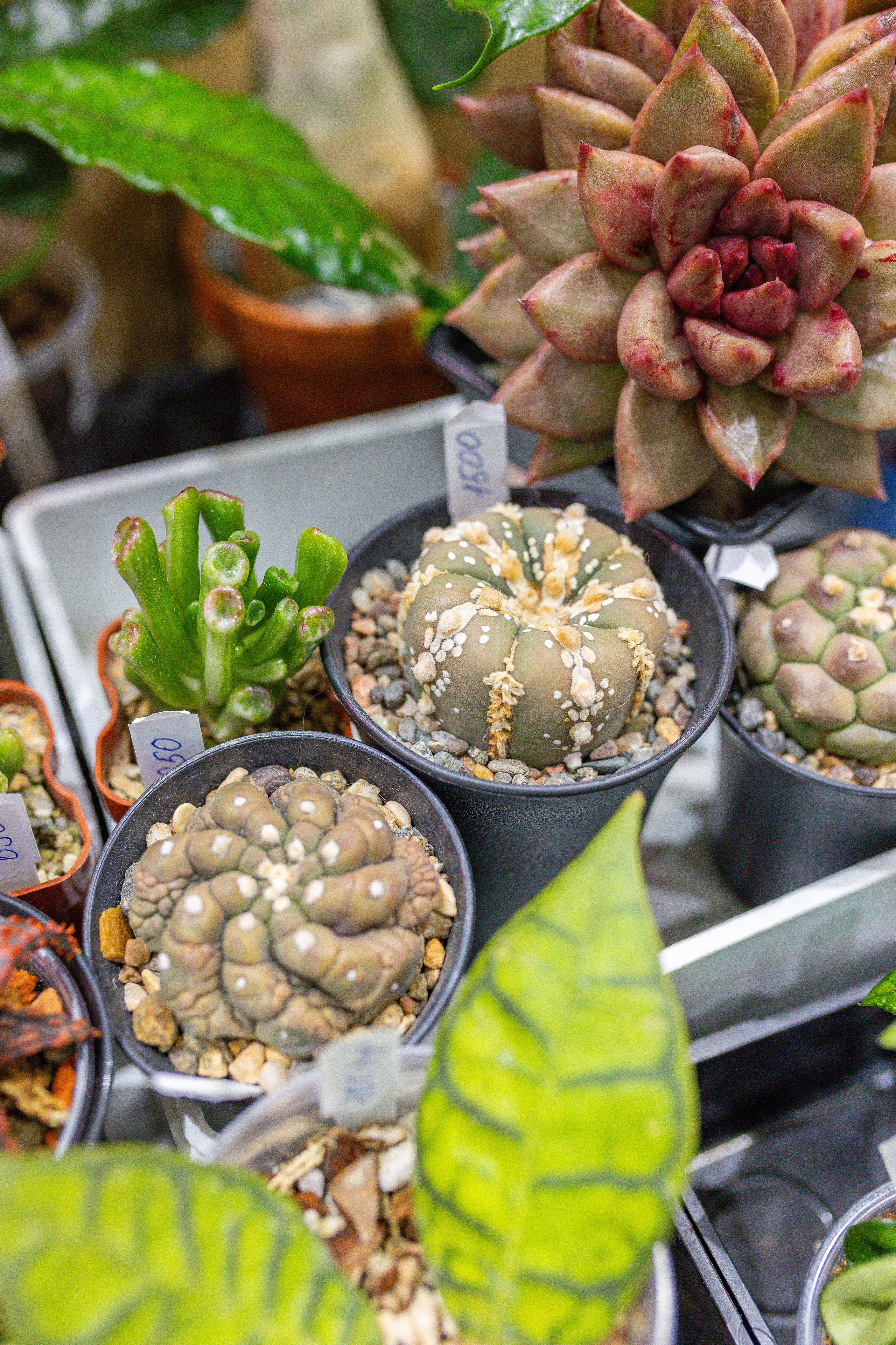 Орхидиум 12.2025. Александра Куликова фотограф, Москва