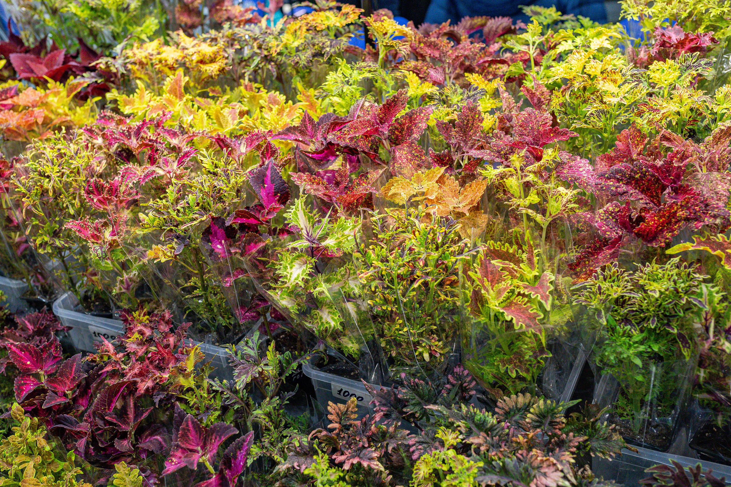 Монстериум апрель 2026. Александра Куликова фотограф, Москва