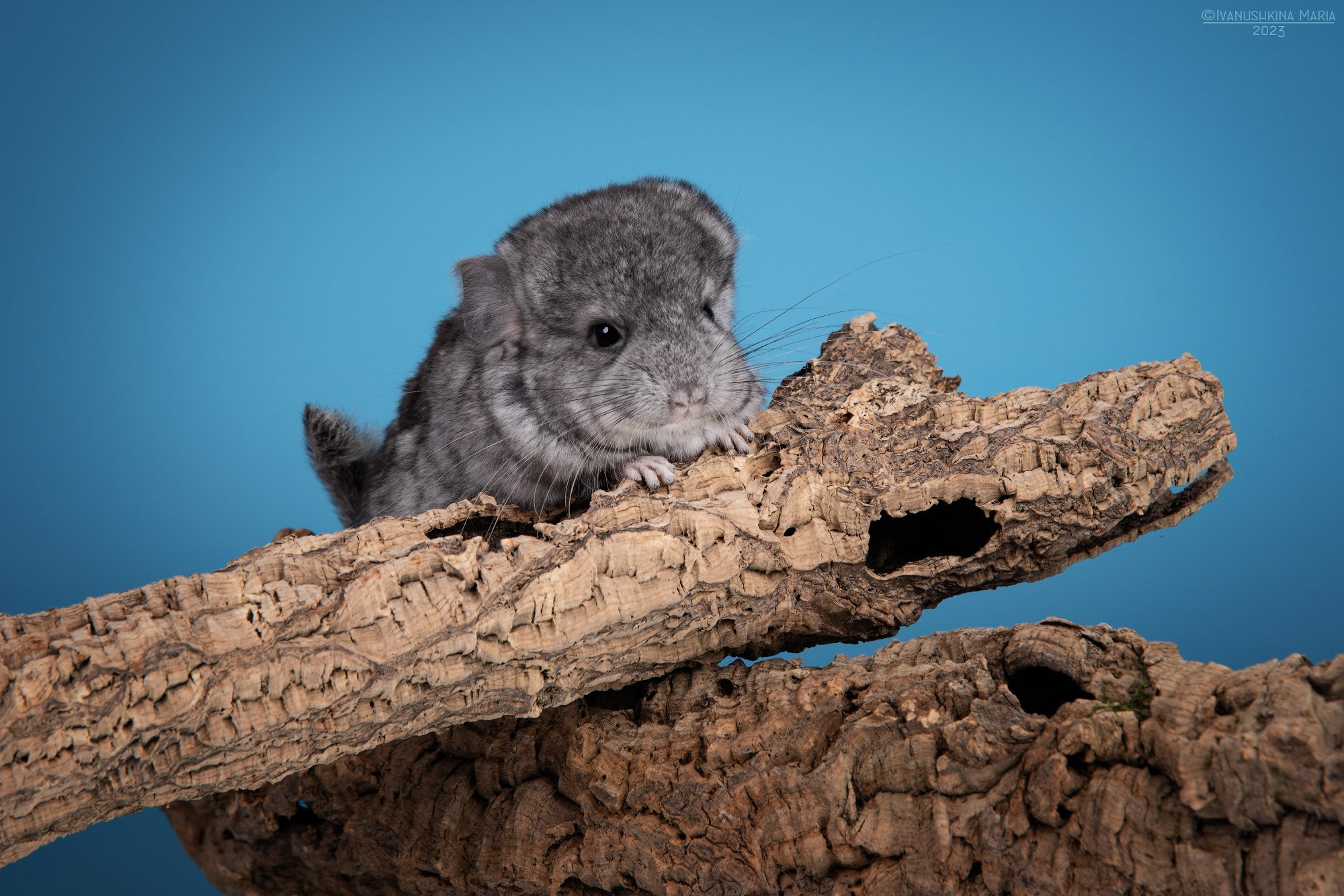 Фотосессии экзотических животных в студии. Фотограф собак в Москве и Московской области Иванушкина Мария