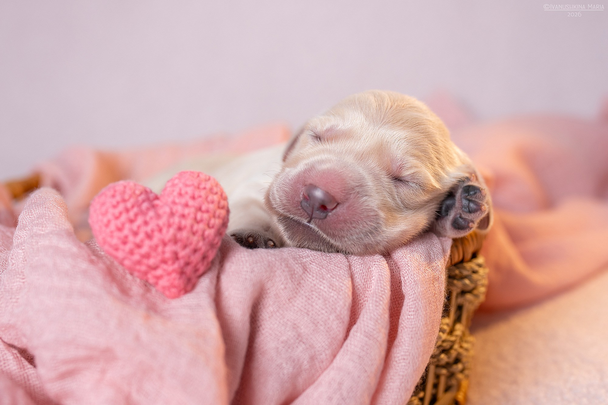 Ньюборн фотосессия щенков. Фотограф собак в Москве и Московской области Иванушкина Мария