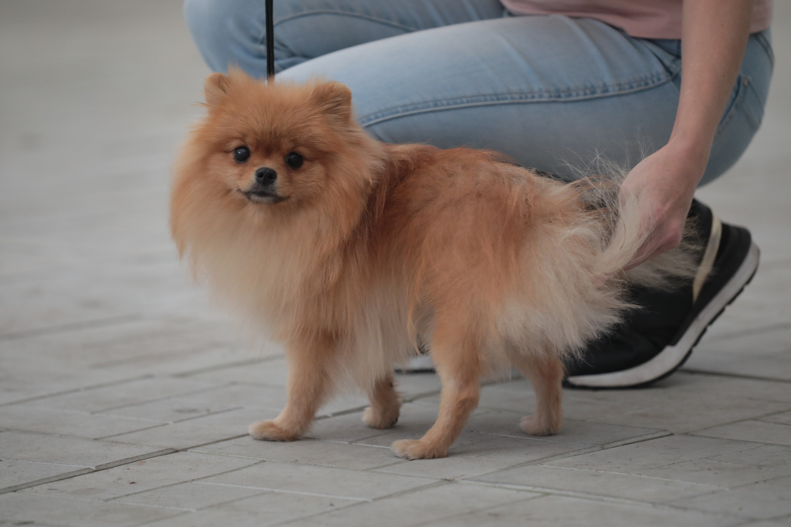 Выставка собак РКФ. Фотограф Екатерина Козловская