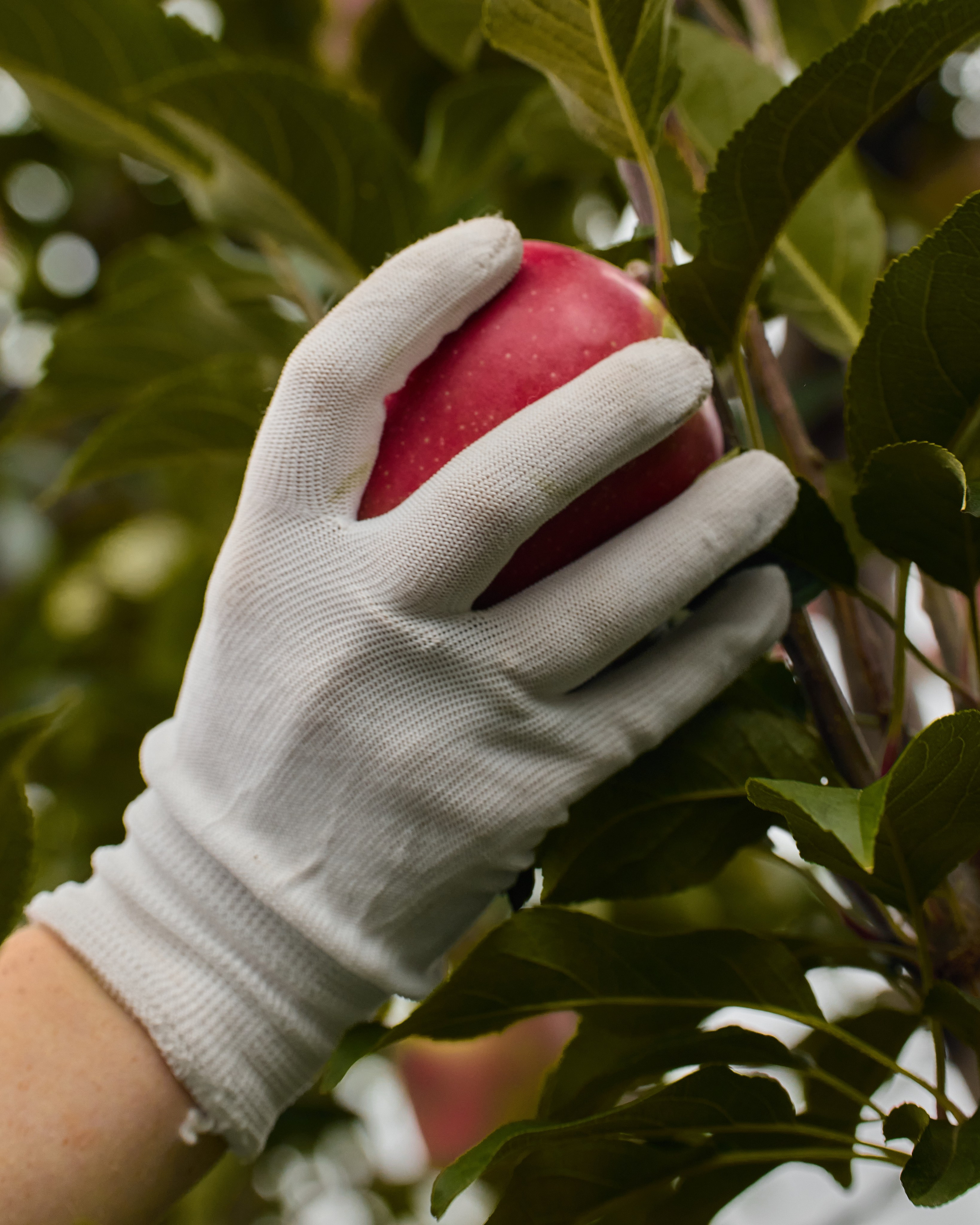 Собрано в саду. Святослав Лебедев | Рекламный фотограф — Коммерческая съемка, Арт-дирекшн, AI-интеграция