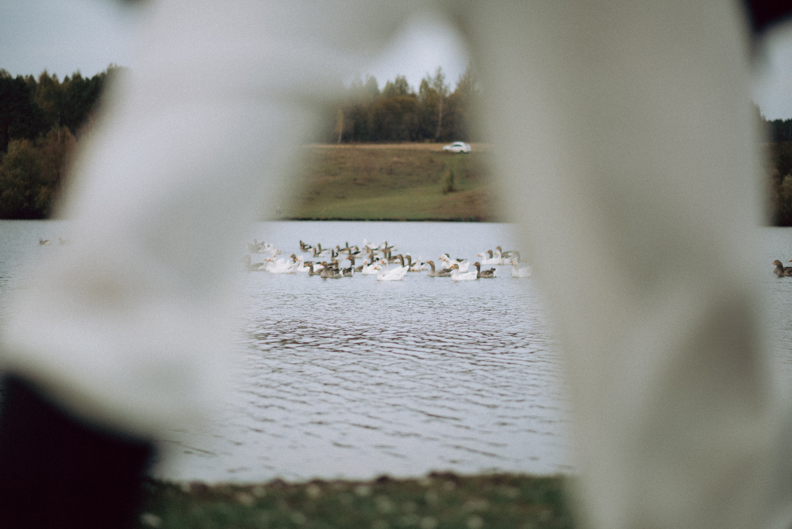 Алёна. Свадебный и портретный фотограф Анастасия Тетёркина, Брянск и Санкт-Петербург
