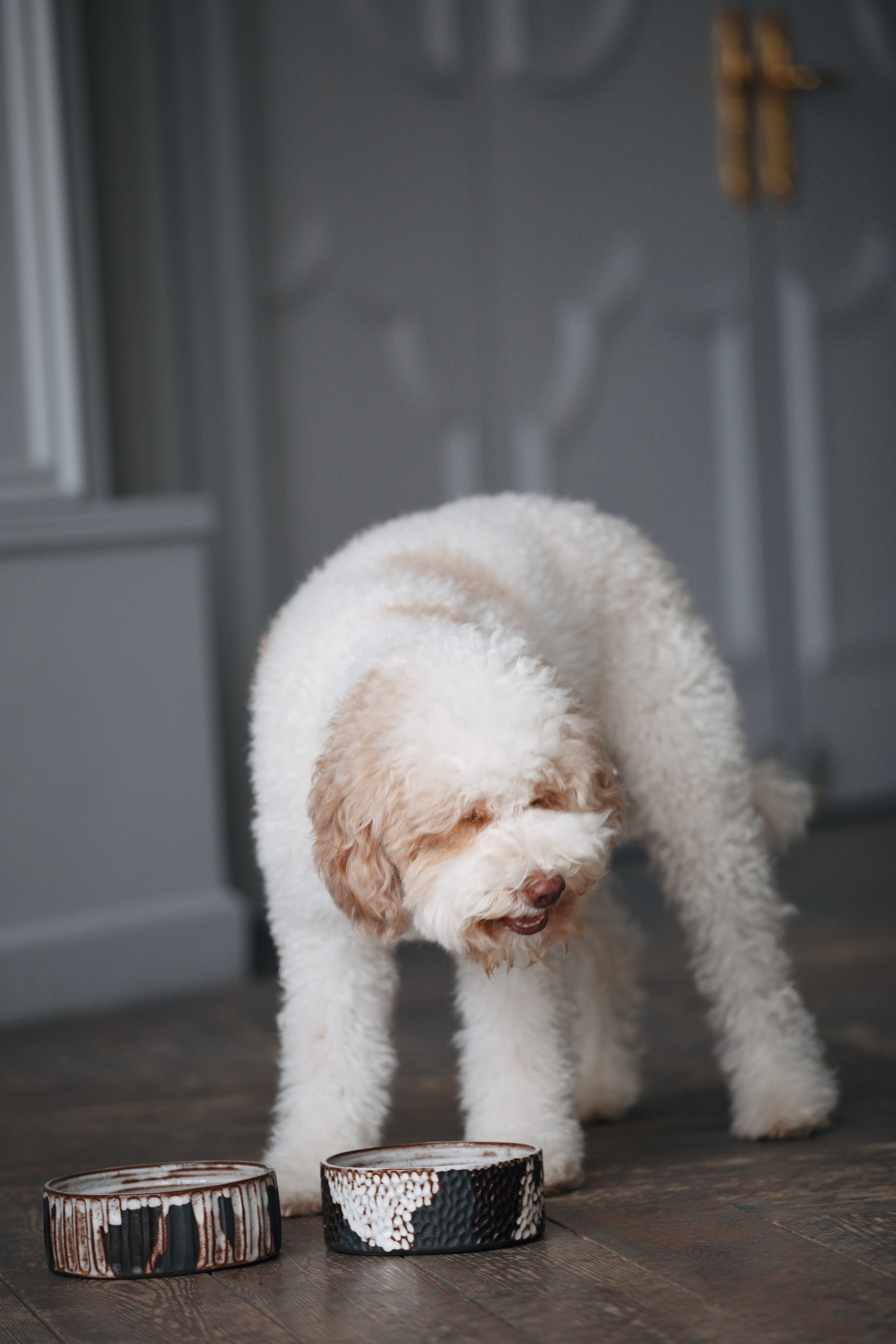 Bmbh лежанки и адресники. Фотограф анималист Кристина Карпова, Москва