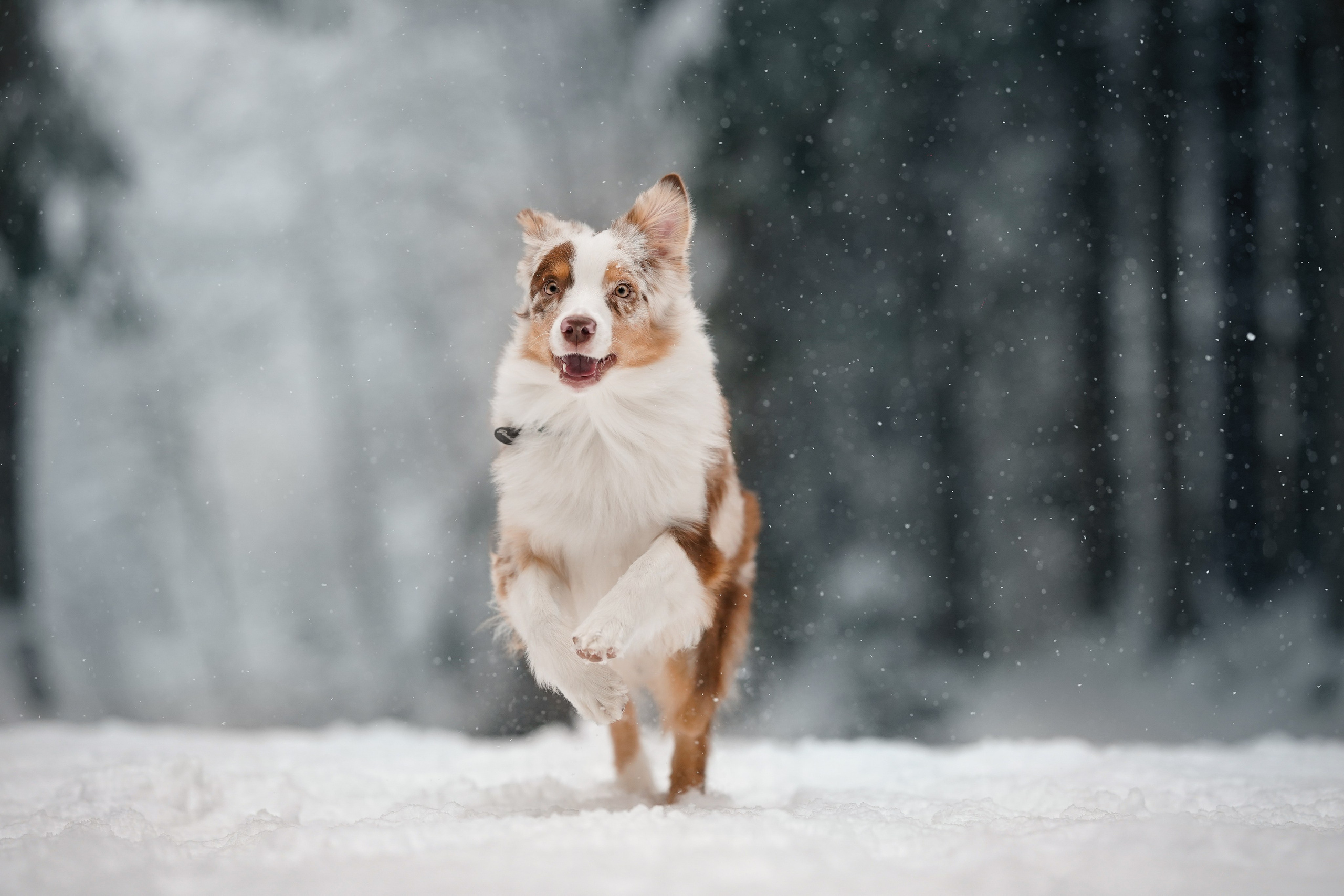 Панда. Фотограф-анималист в Санкт-Петербурге Яна Мартынова