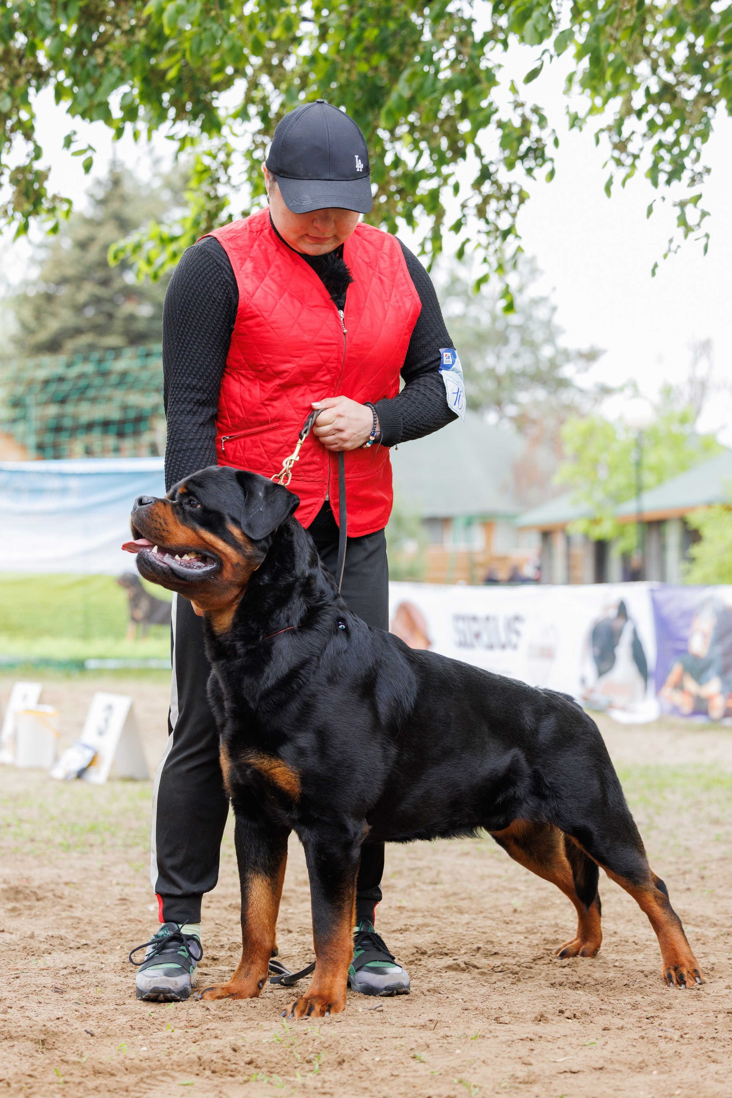 Саратов моно ротвейлеров 26-27.04.2025. Фотограф-анималист Юлия Германика