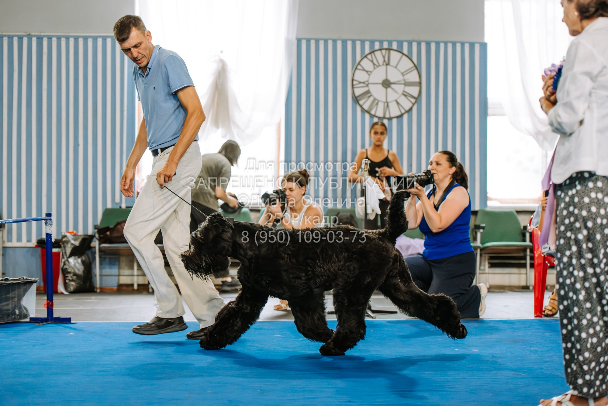 Национальная выставка собак всех пород ранга САС-IKU «Кубок Красноярск. Фотограф Диана Оленина Красноярск / Братск