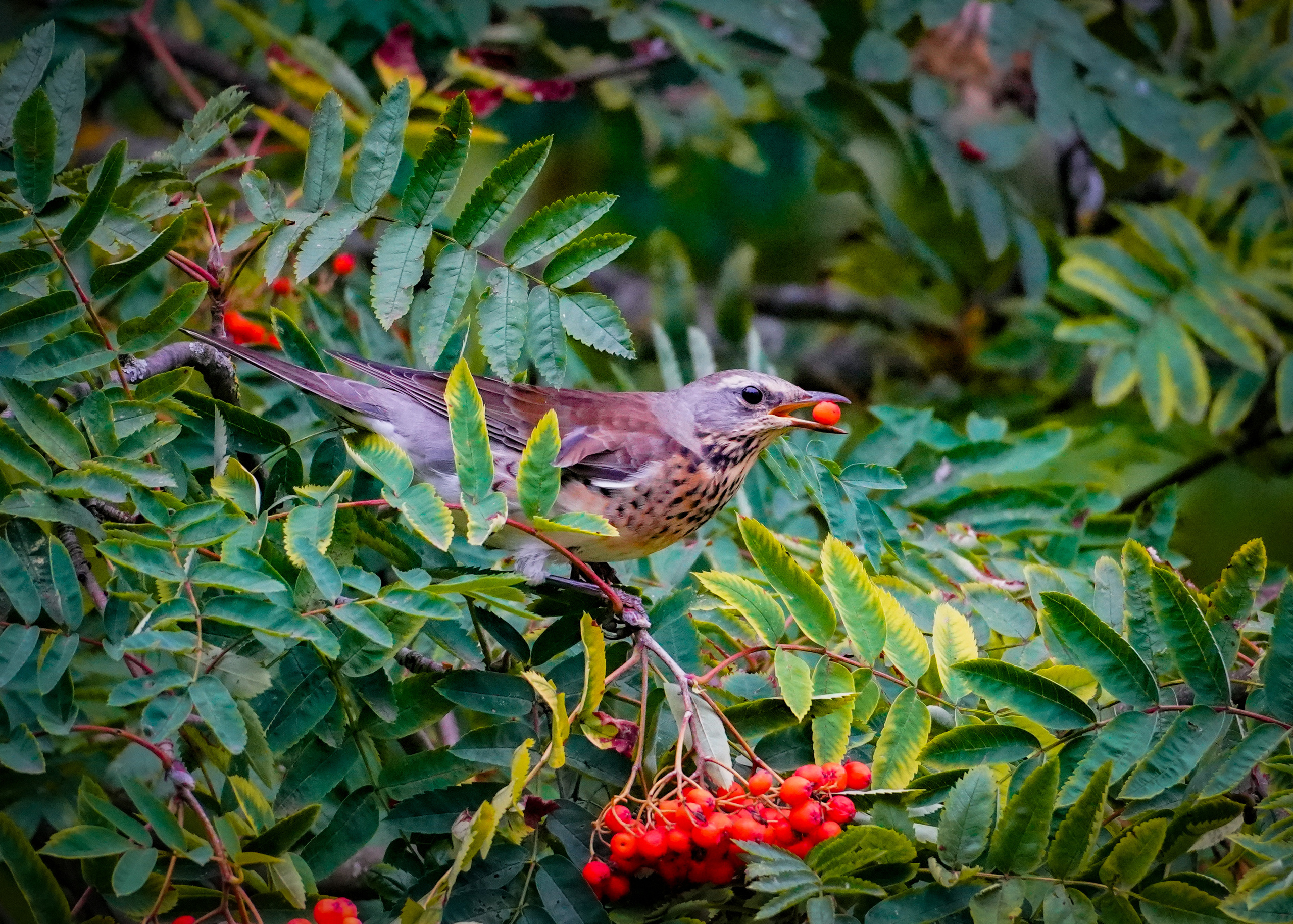 Уличная и репортажная фотография. Репортажный фотограф в Москве Светлана Мулыкина