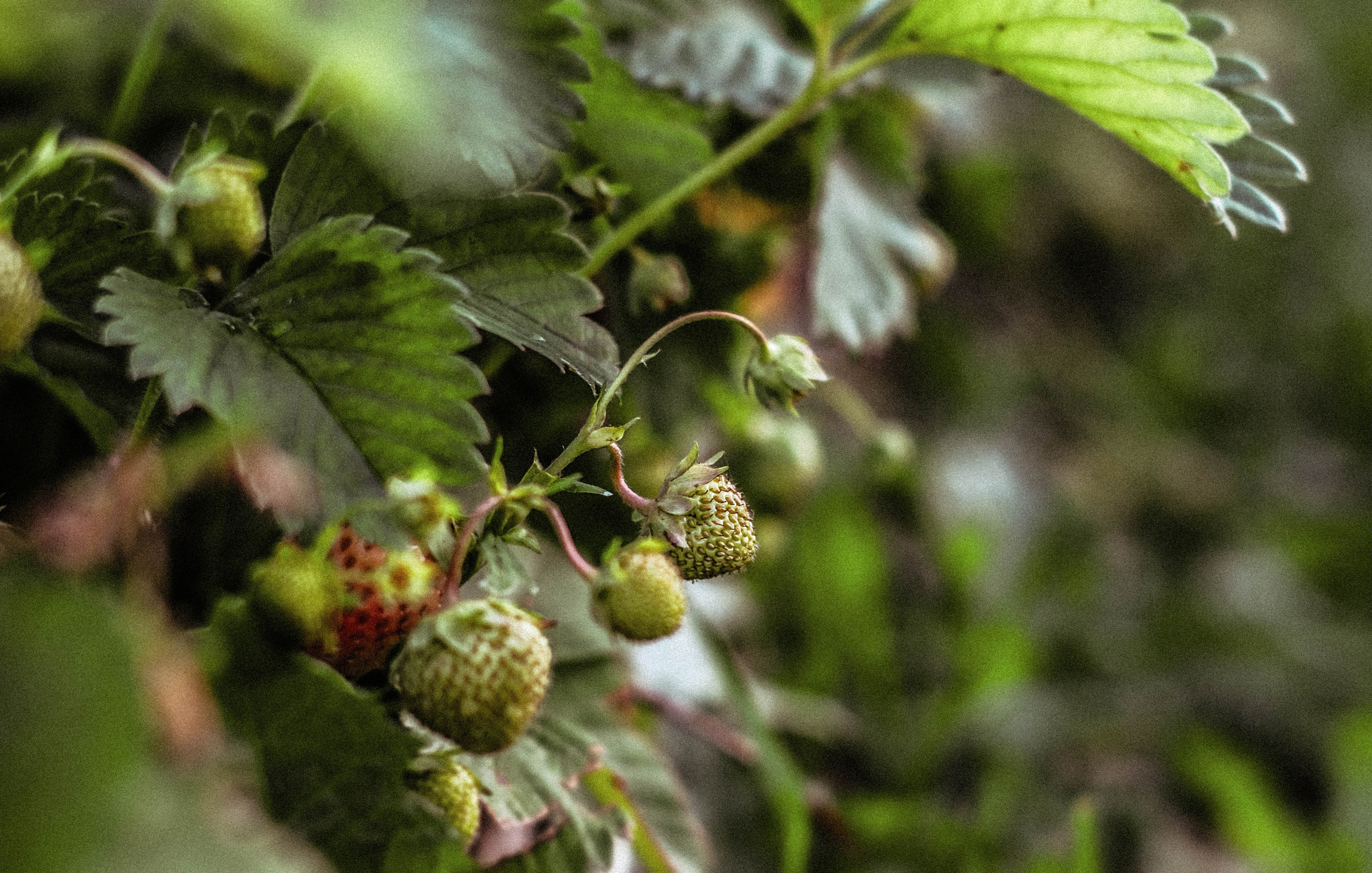 Курс «Психология на грядке». АRТ&PSY | Искусство психологии