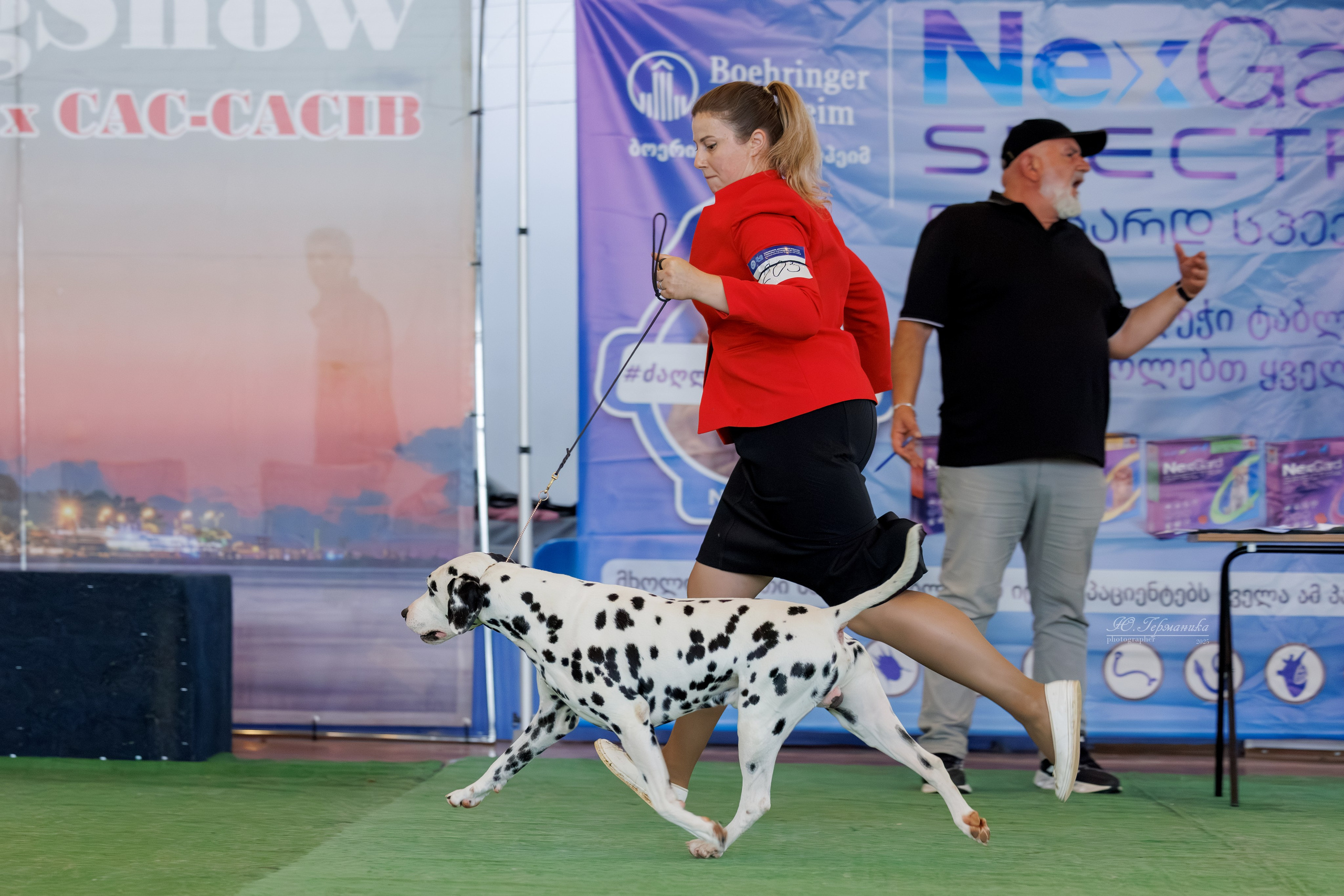 Батуми 3хCACIB 27-29.06.2025. Фотограф-анималист Юлия Германика