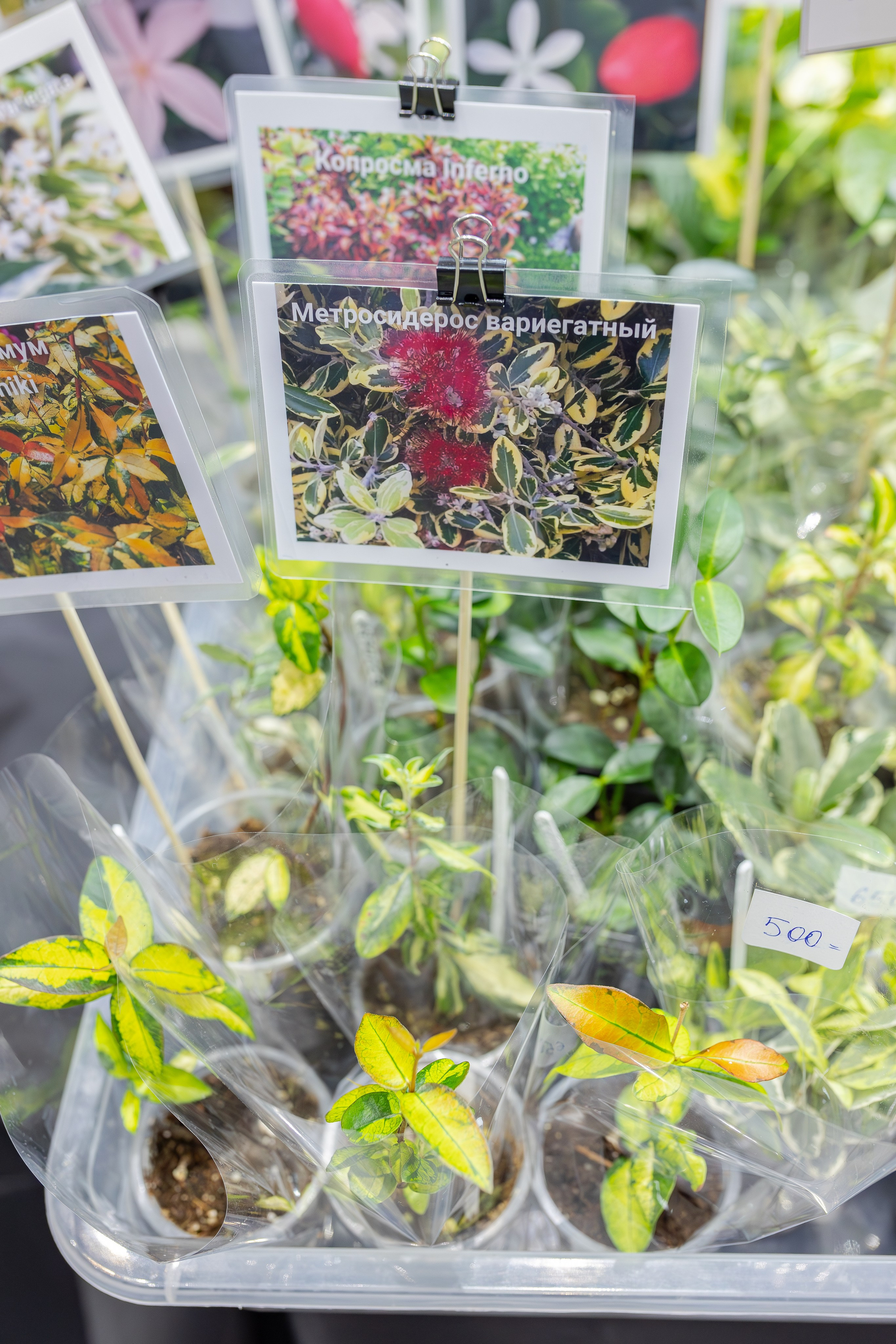 Монстериум апрель 2026. Александра Куликова фотограф, Москва