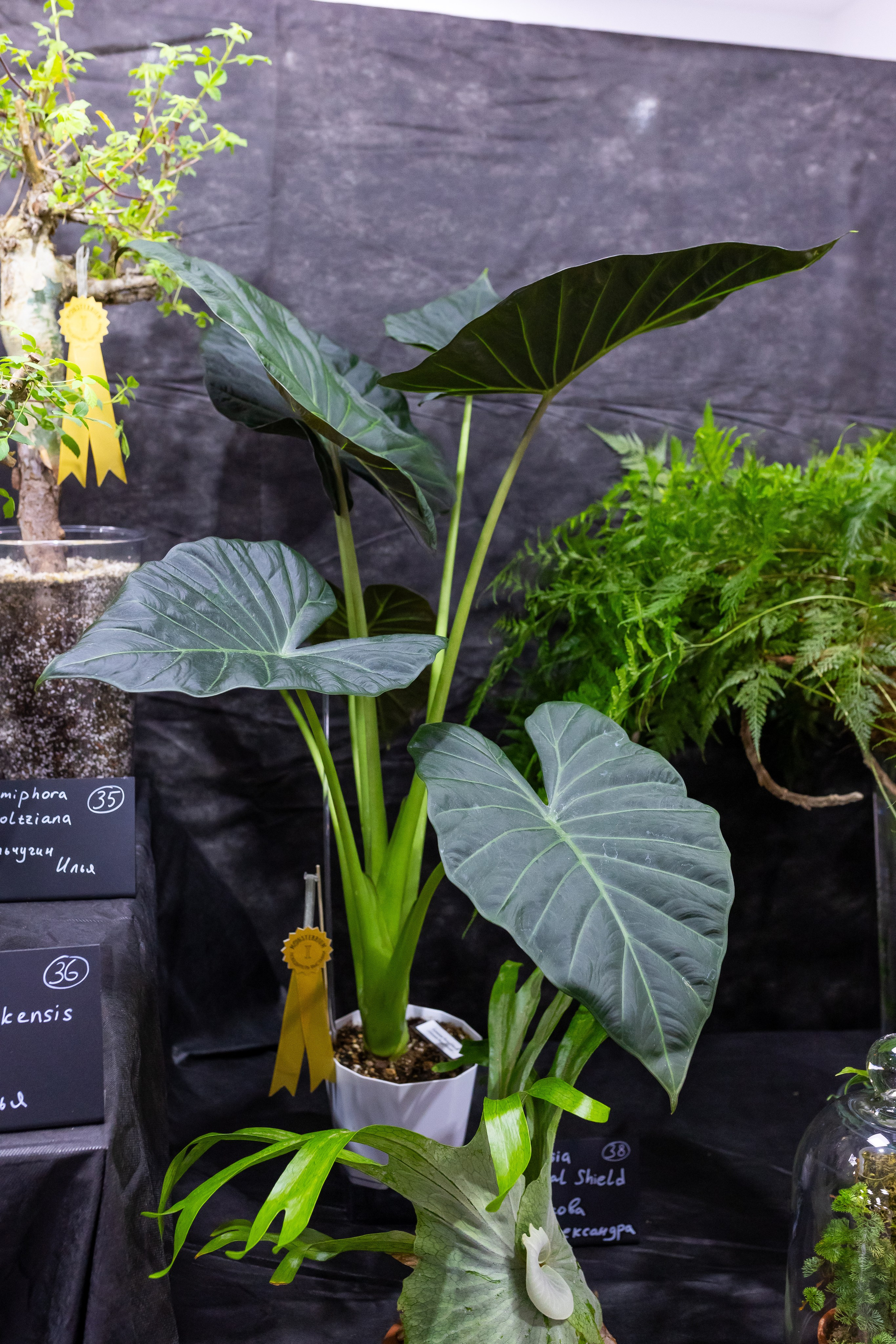 Монстериум апрель 2025. Александра Куликова фотограф, Москва