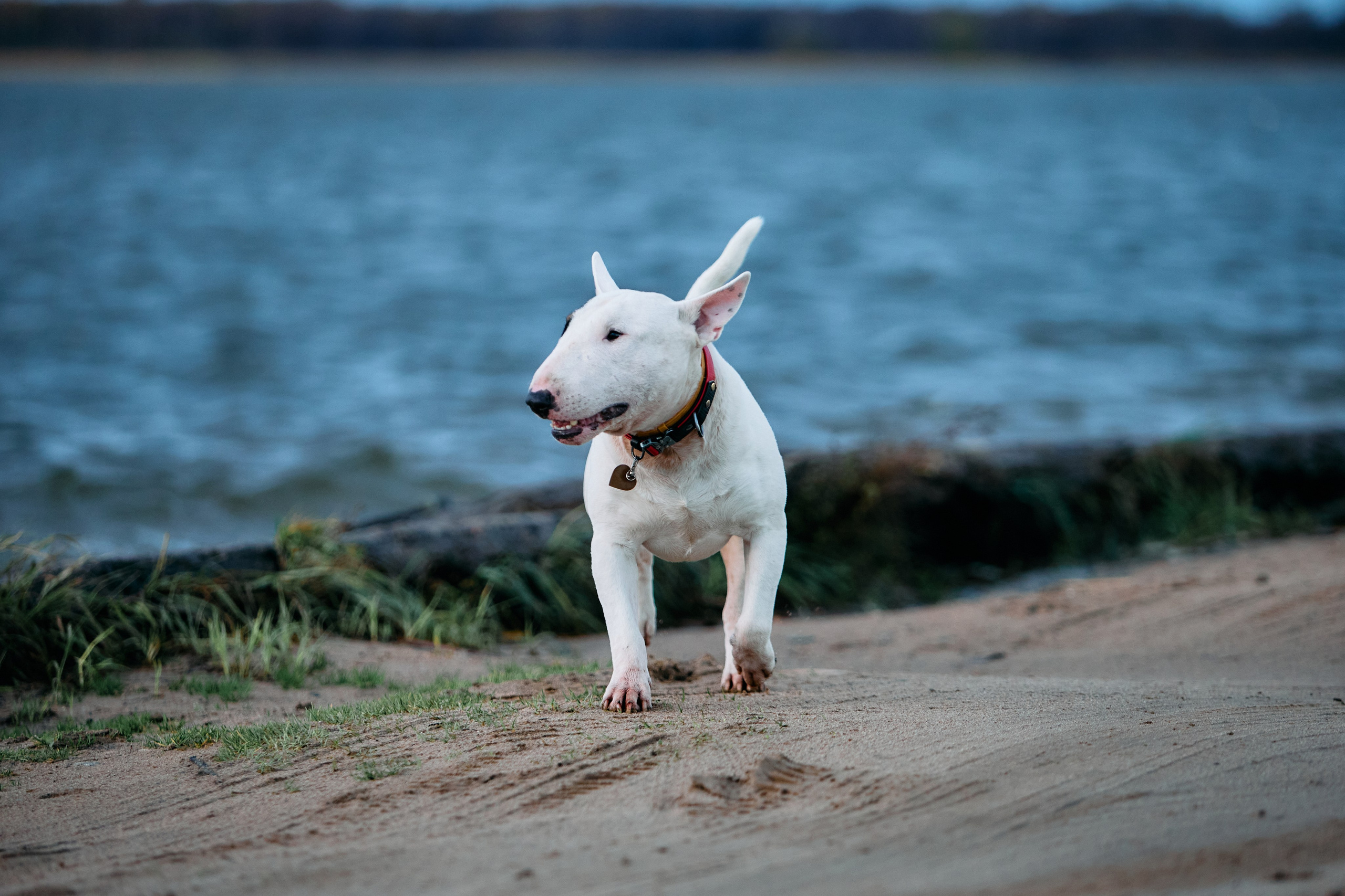 Животные и птицы. Фотограф и видеограф Лашманов Павел
