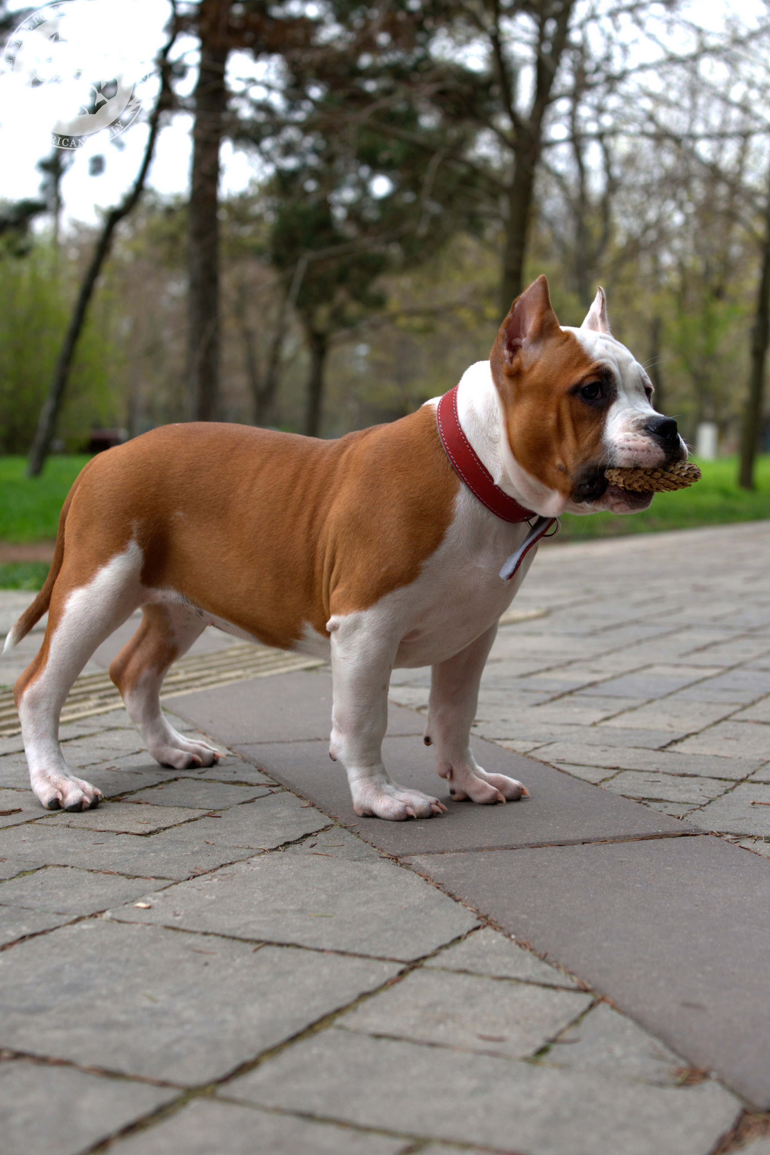 Свободные щенки Американский Булли, в типах покет, классик, стандарт. Американский Булли в г. Ростов-на-Дону. Питомник THE POWER OF SIBERIA