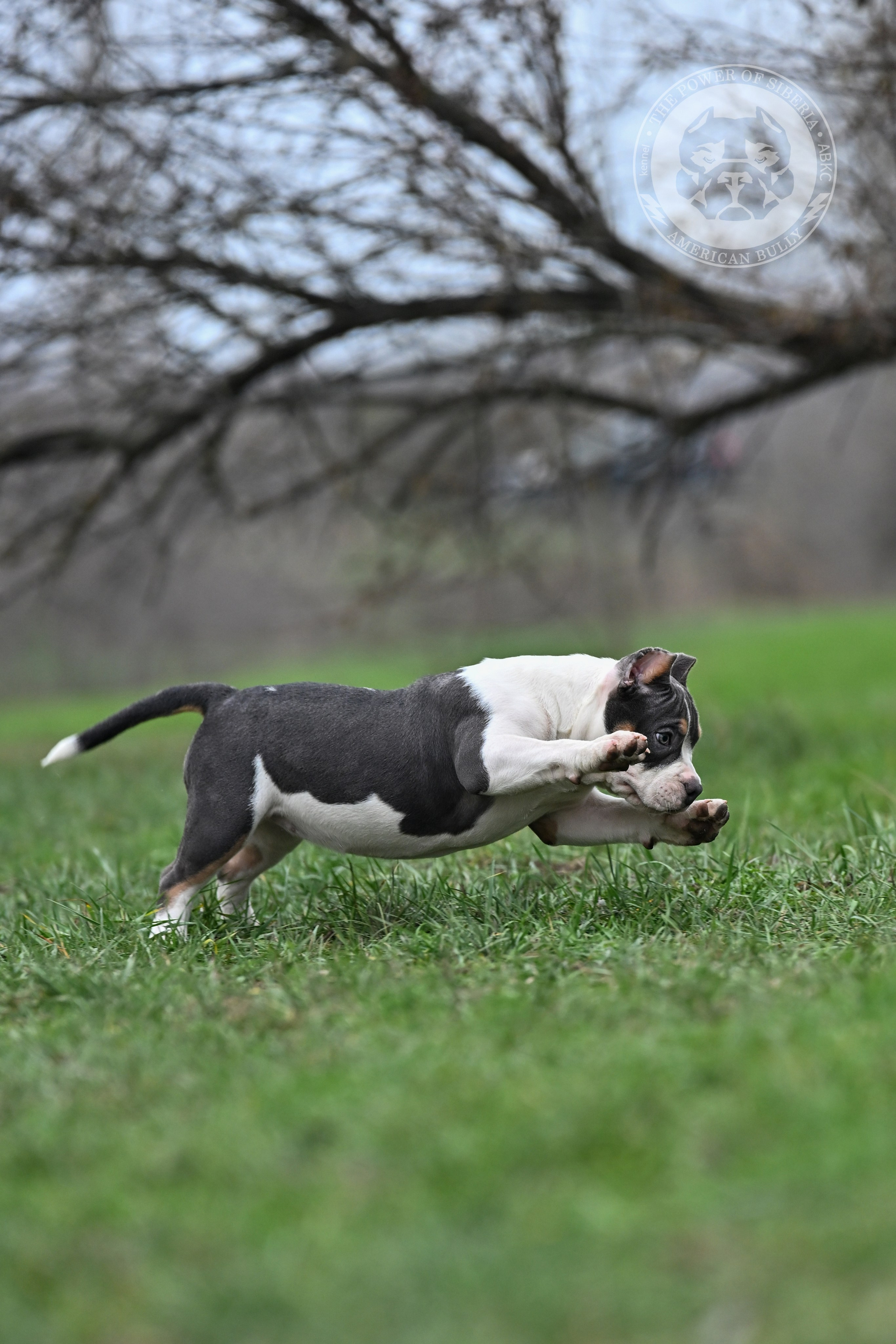 Помет Каспер и Айси. 07.08.25. Американский Булли в г. Ростов-на-Дону. Питомник THE POWER OF SIBERIA