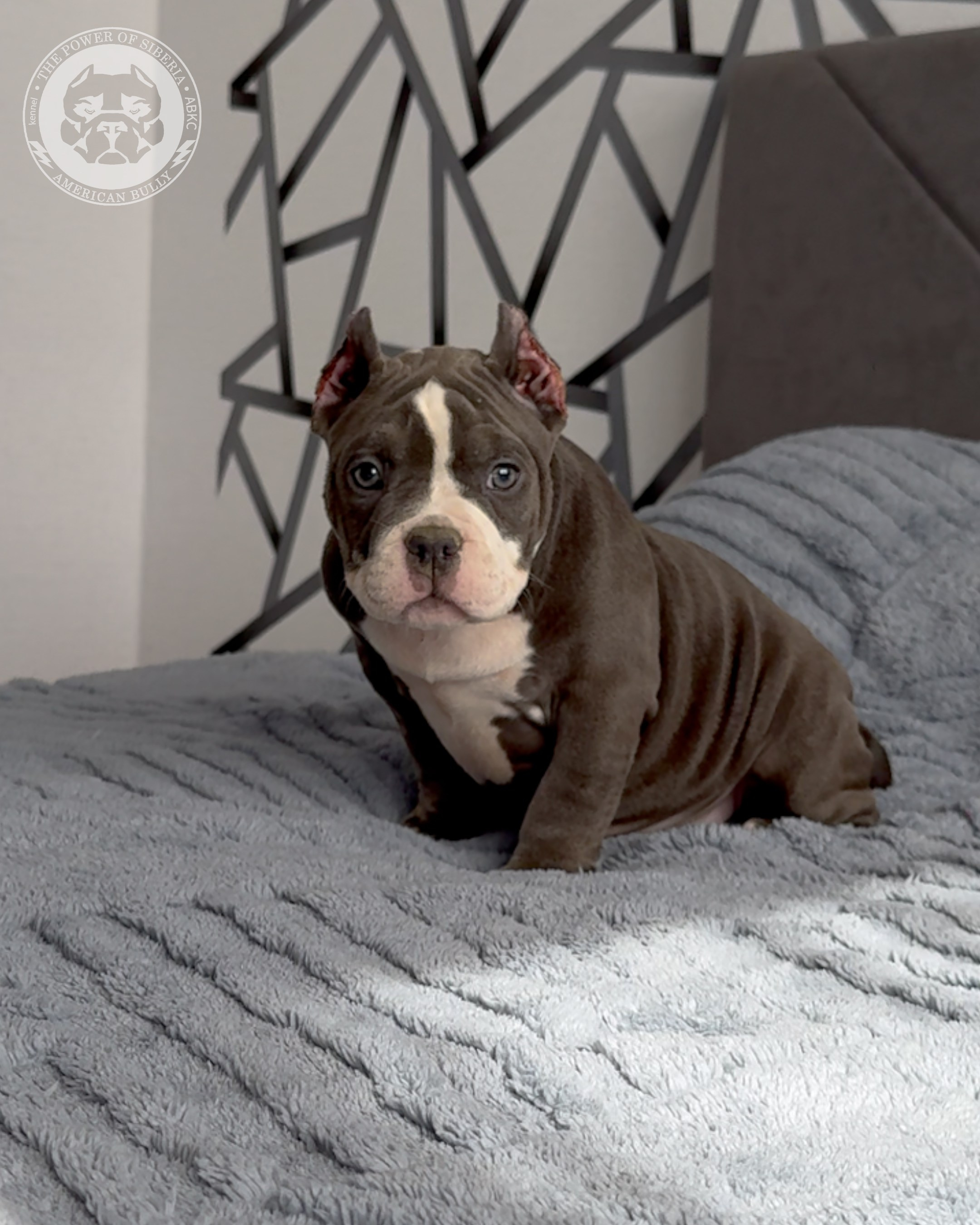 Свободные щенки Американский Булли, в типах покет, классик, стандарт. Американский Булли в г. Ростов-на-Дону. Питомник THE POWER OF SIBERIA