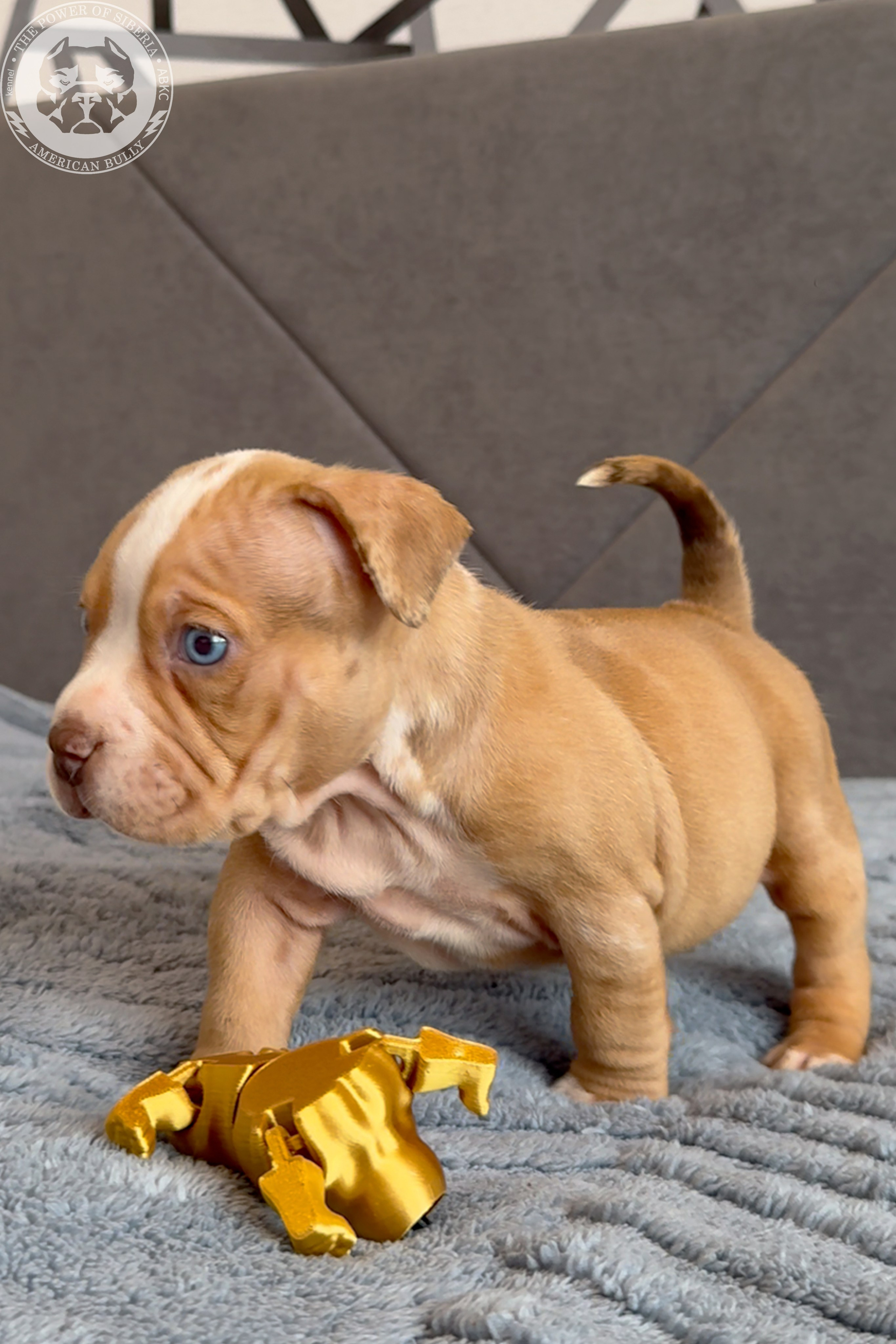 Свободные щенки Американский Булли, в типах покет, классик, стандарт. Американский Булли в г. Ростов-на-Дону. Питомник THE POWER OF SIBERIA