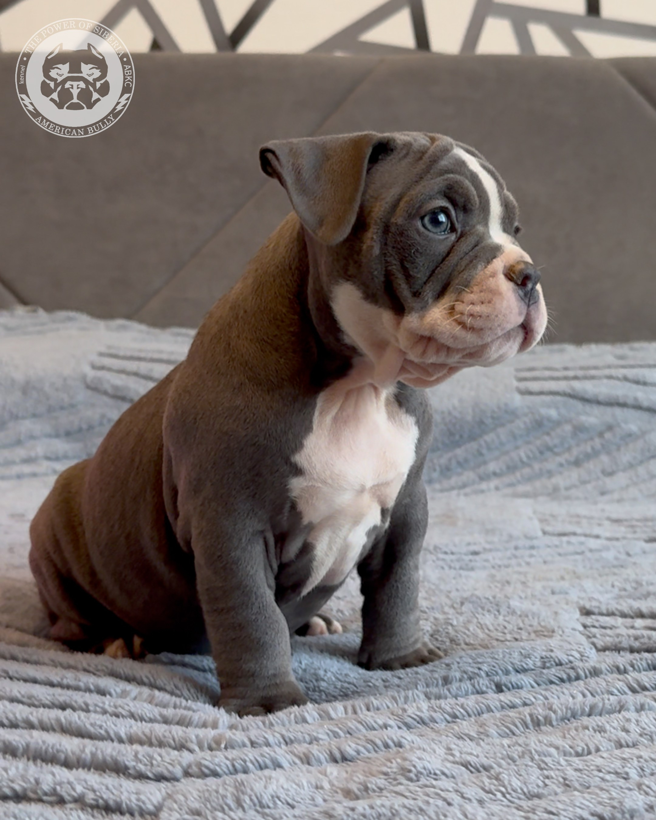 Свободные щенки Американский Булли, в типах покет, классик, стандарт. Американский Булли в г. Ростов-на-Дону. Питомник THE POWER OF SIBERIA