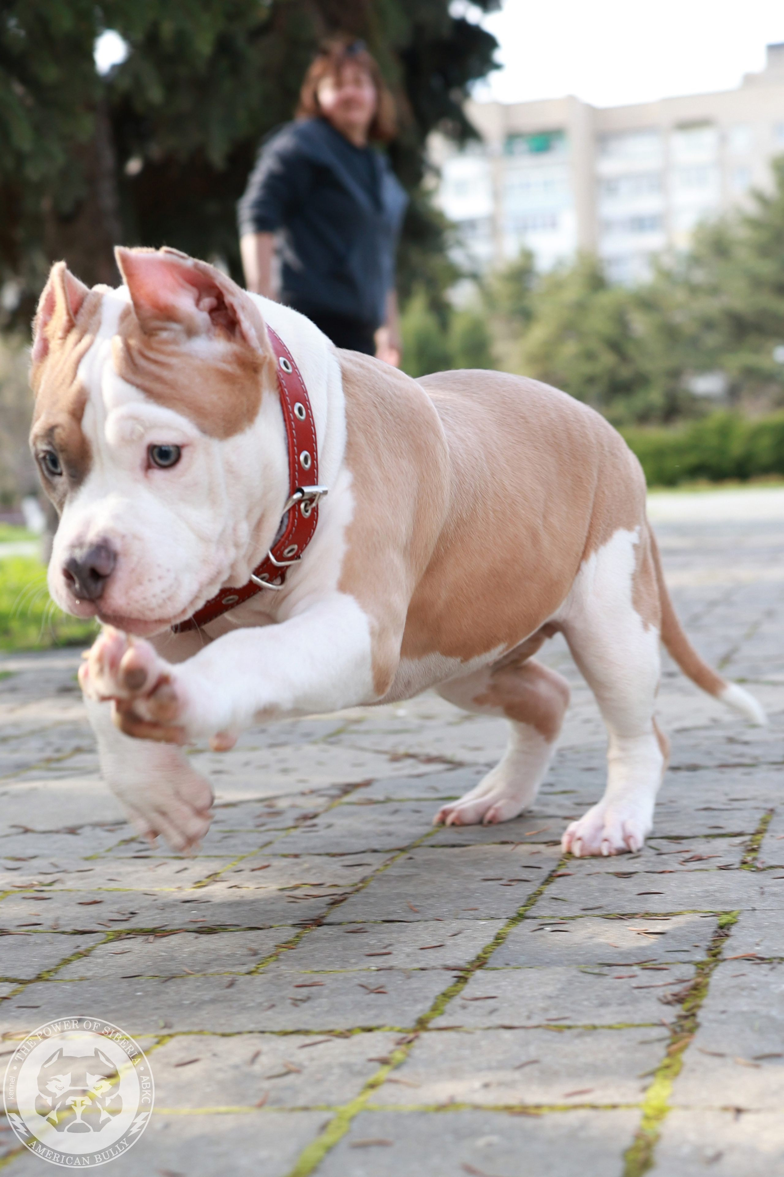 13.12.25-Мия-Турук. Американский Булли в г. Ростов-на-Дону. Питомник THE POWER OF SIBERIA