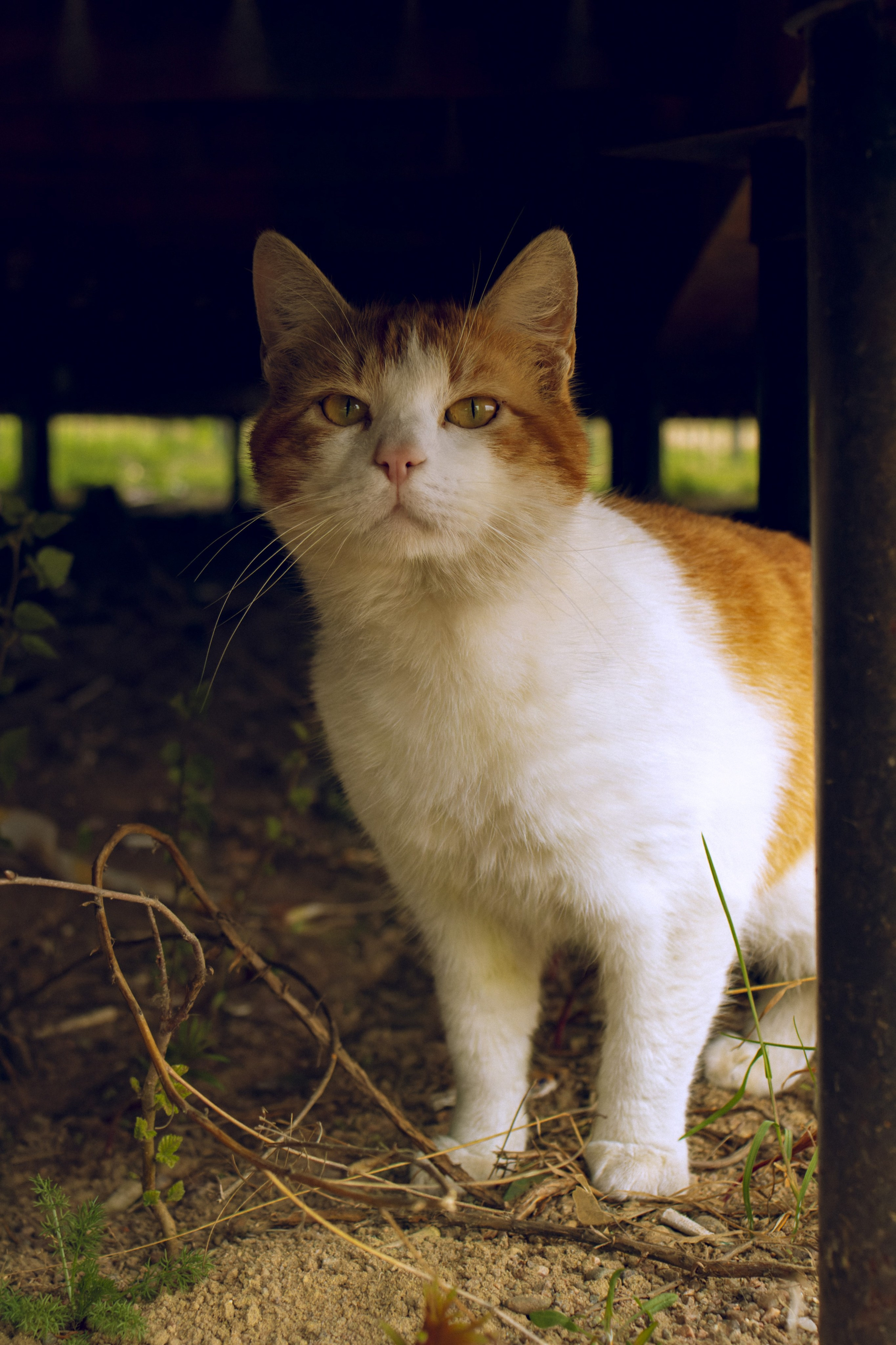 Из наблюдений. Плак или Квак