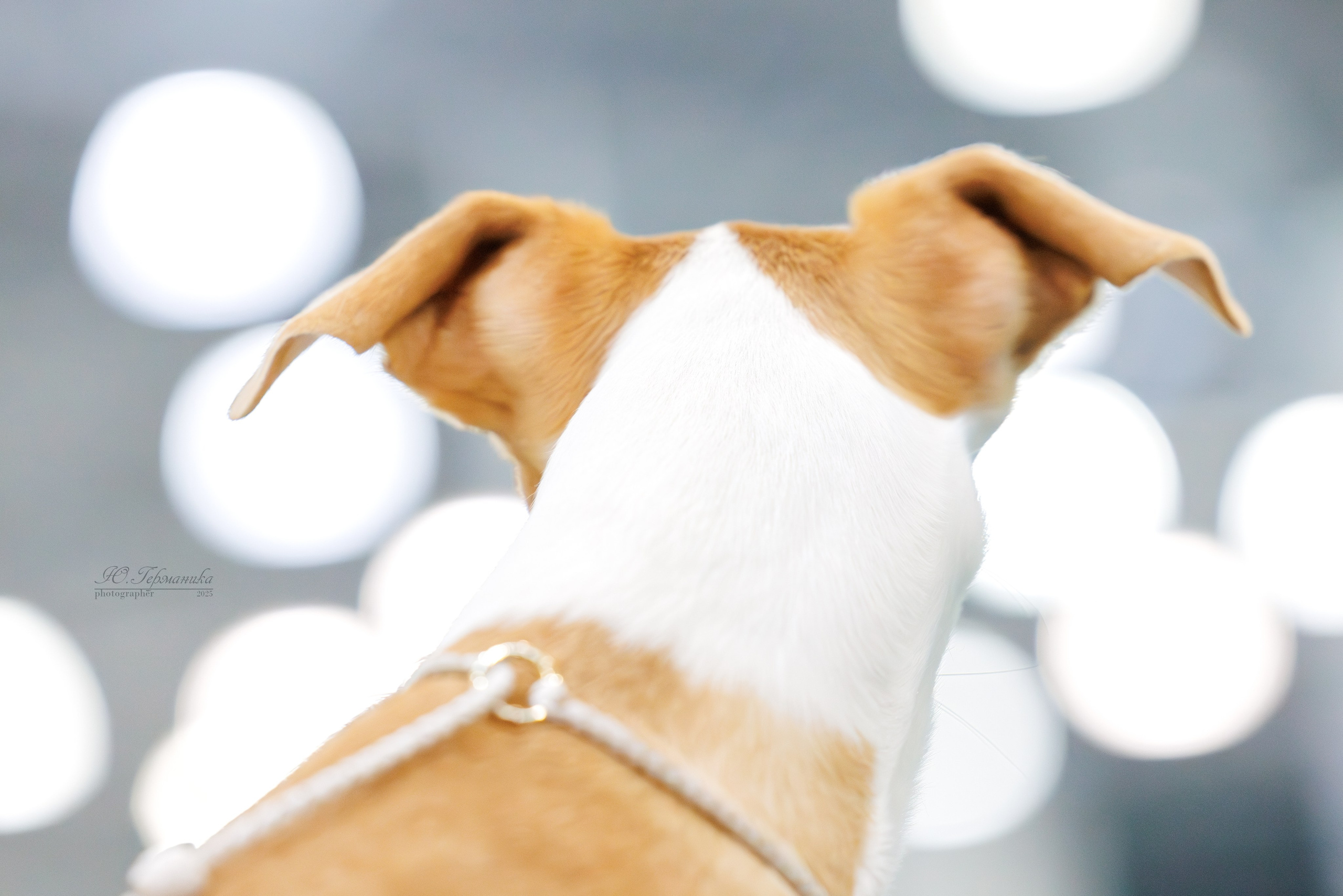 Питер ротвейлеры 18.01,Крокус 19.01.2025. Фотограф-анималист Юлия Германика