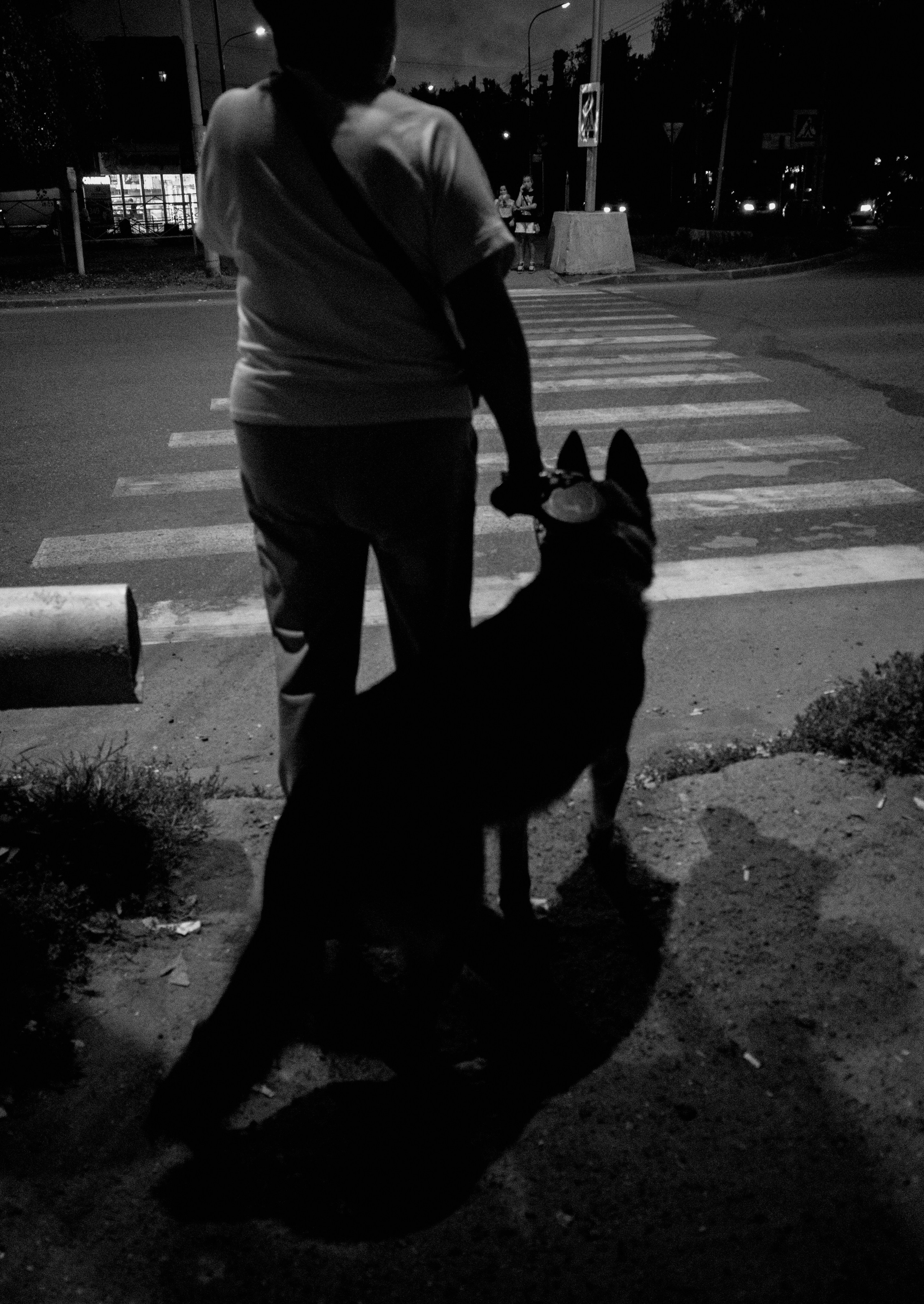 Собаки. Фотограф Александр Тихонов