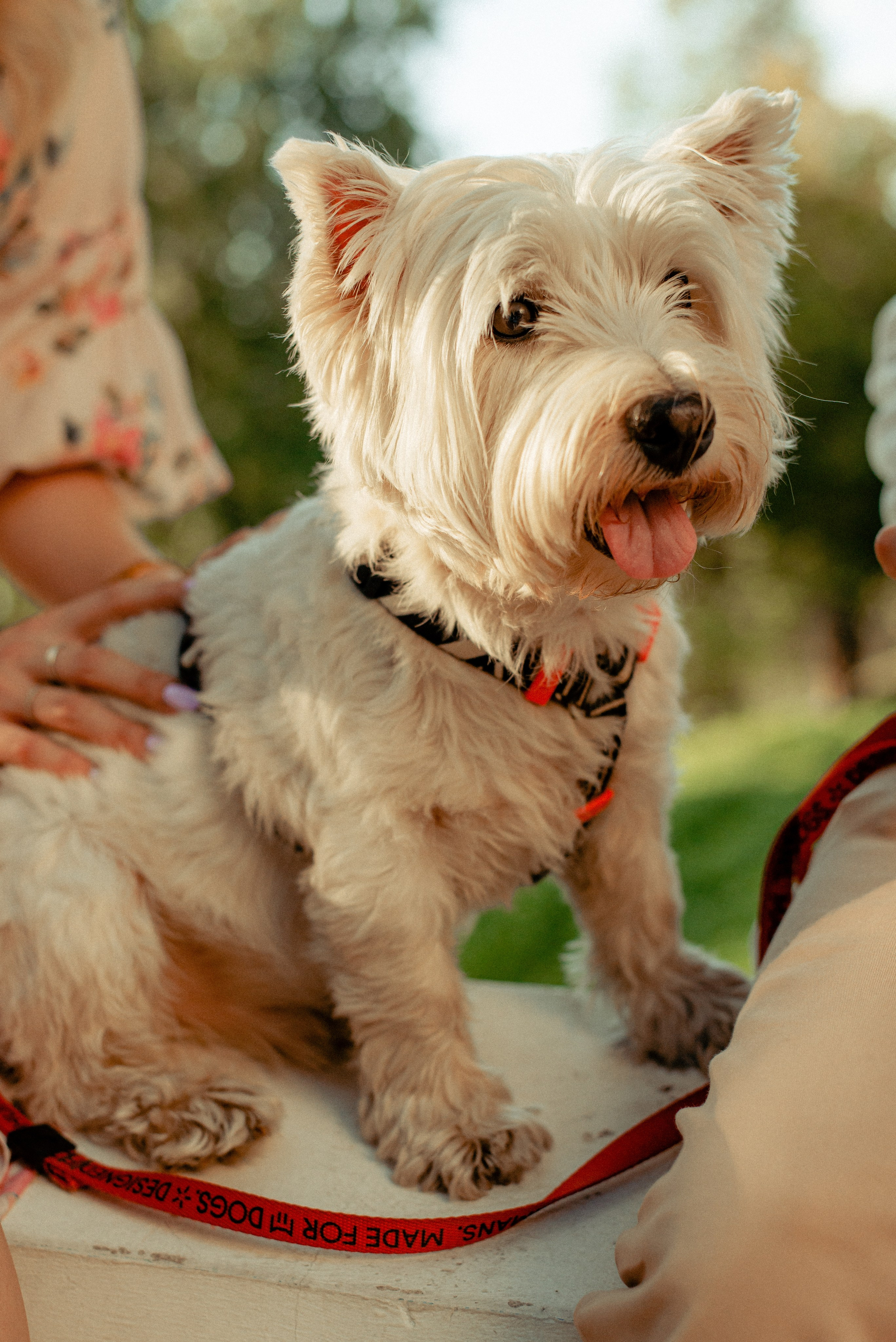 Семен, Валя и Цукат, Нижний Новгород. Семейный и детский фотограф Иваново Ксения Азаренкова