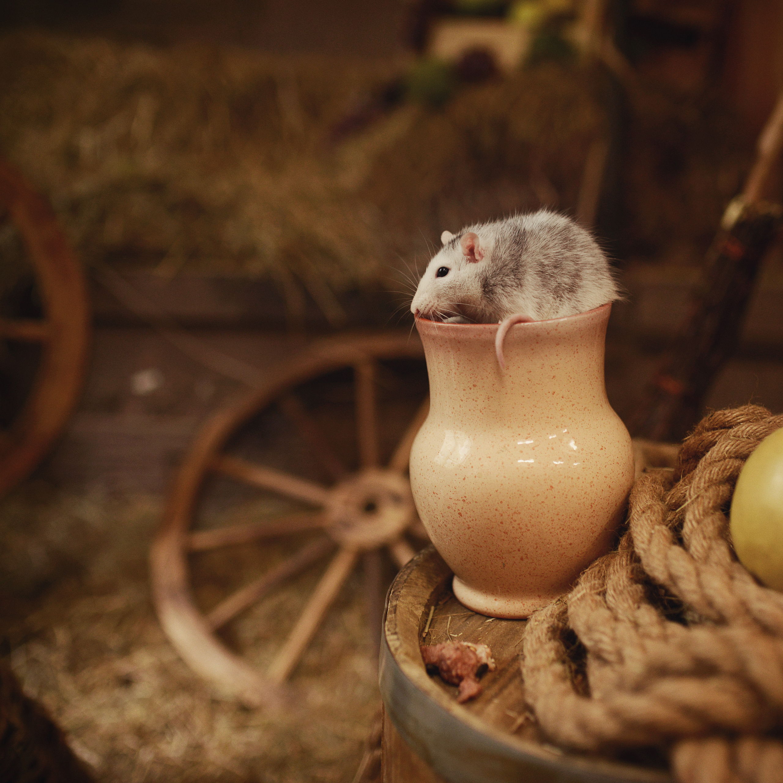 Золушка. Фотограф Альбина Вакунова
