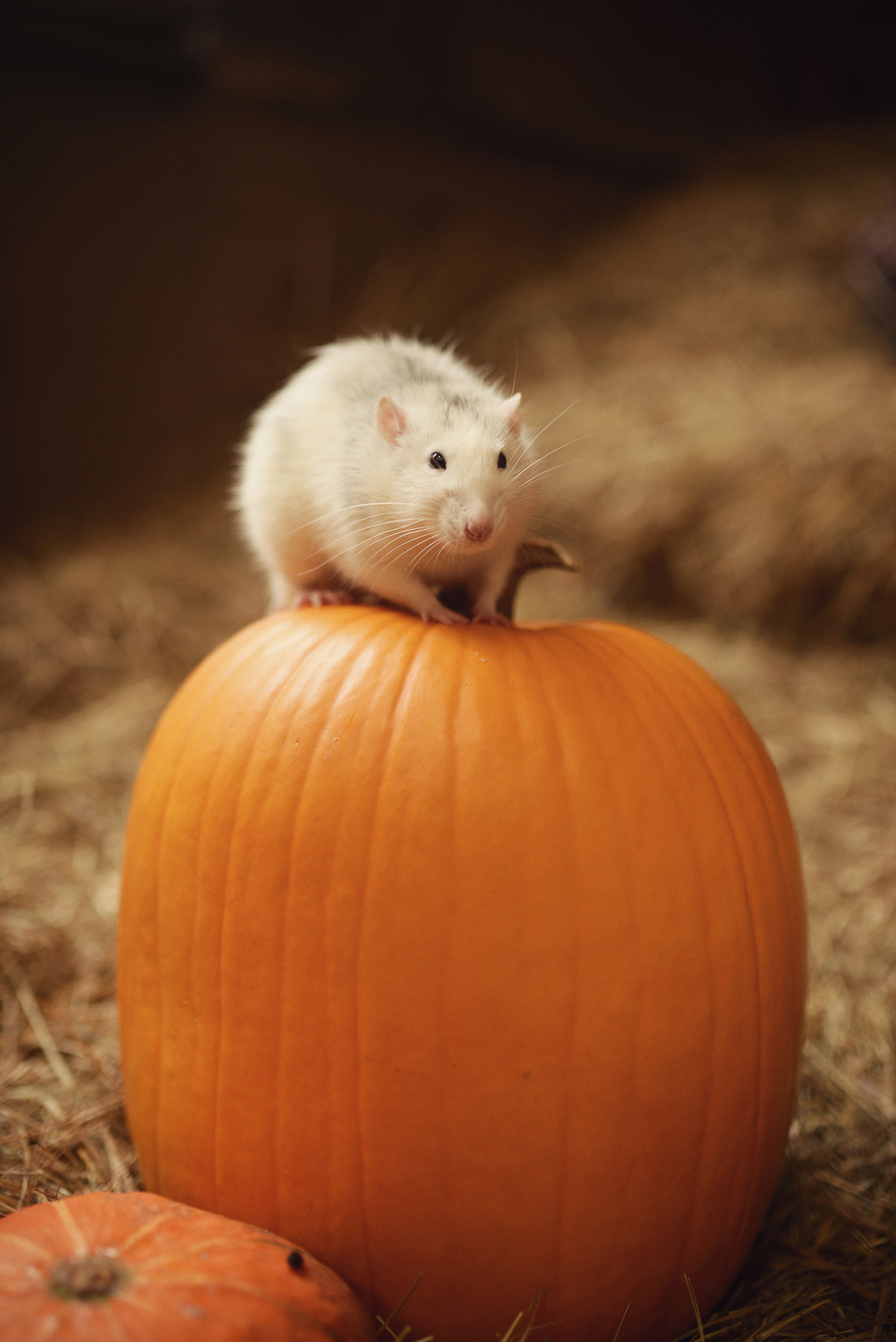 Золушка. Фотограф Альбина Вакунова