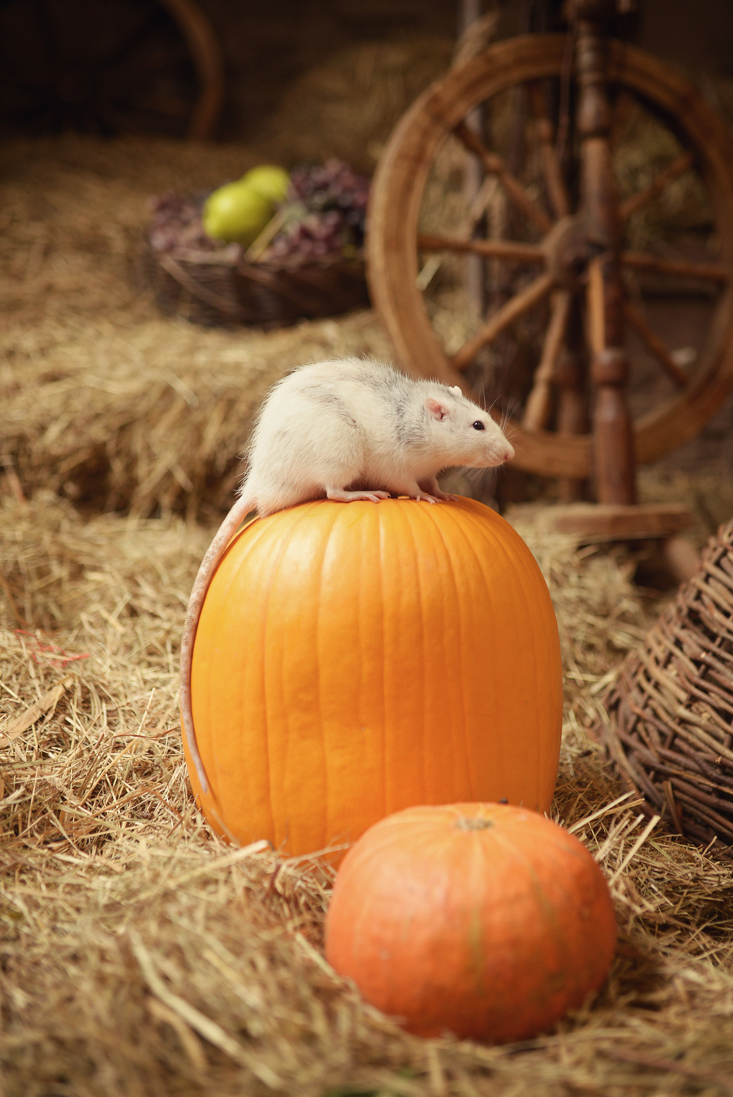 Золушка. Фотограф Альбина Вакунова