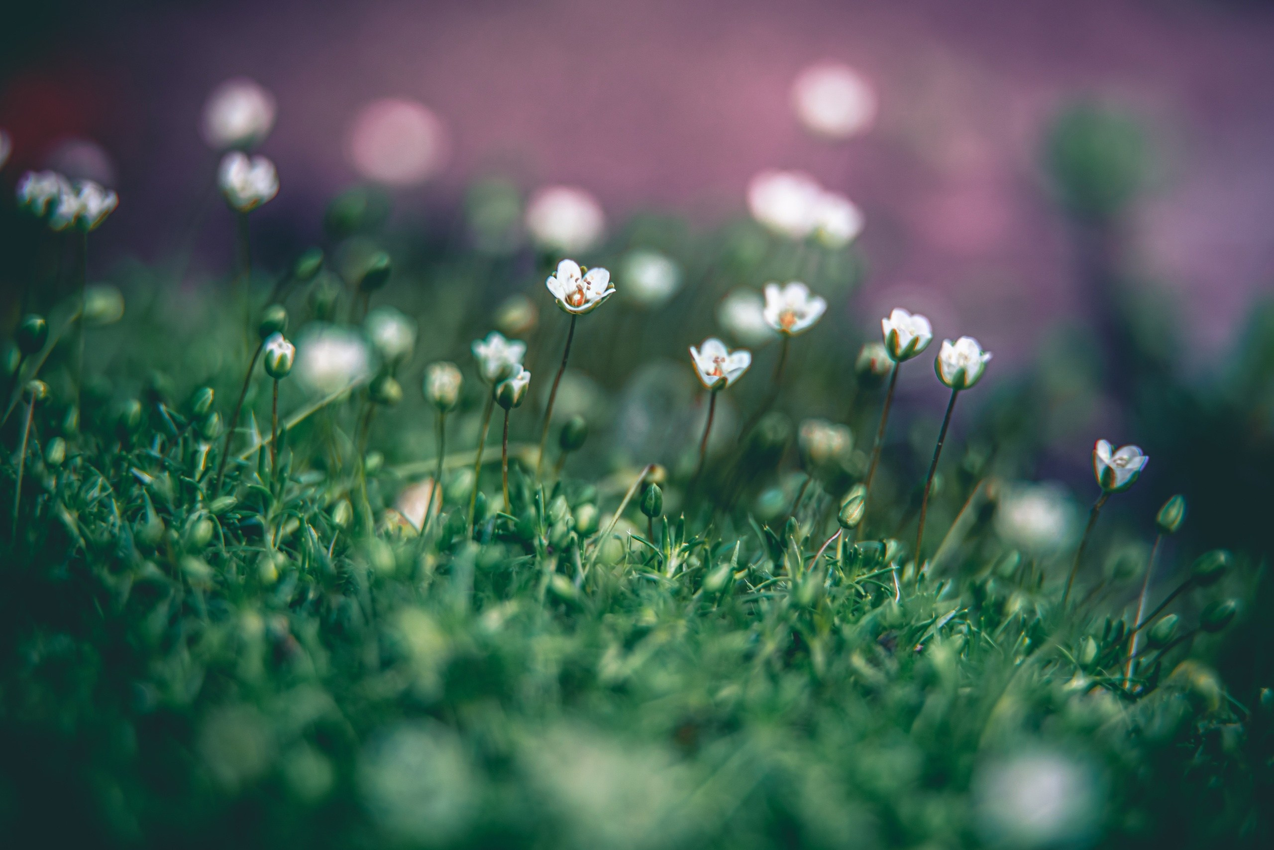 Макро фотография цветов на рассвете