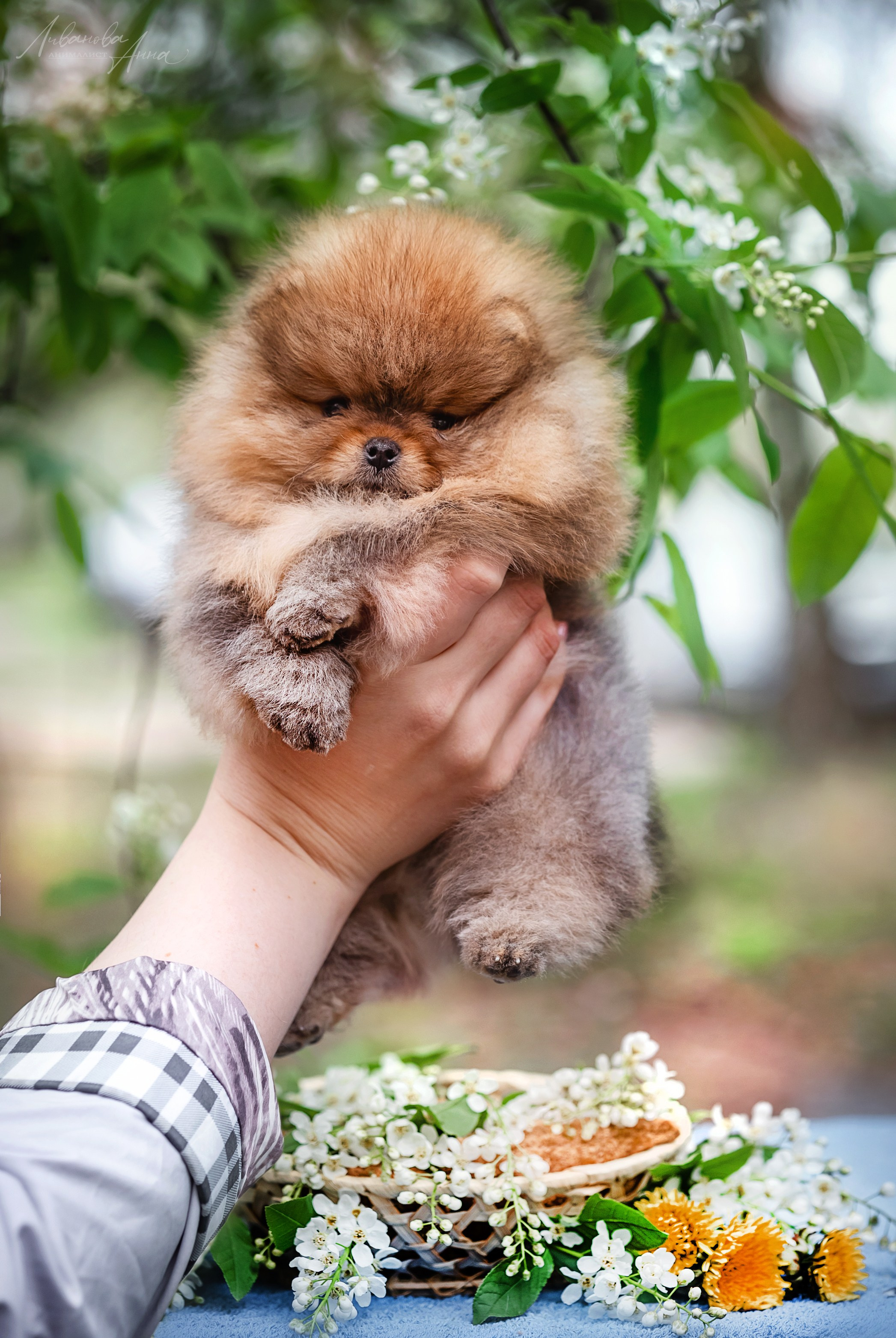 Шпицы. Фотограф анималист Аня Ливанова | Рыбинск